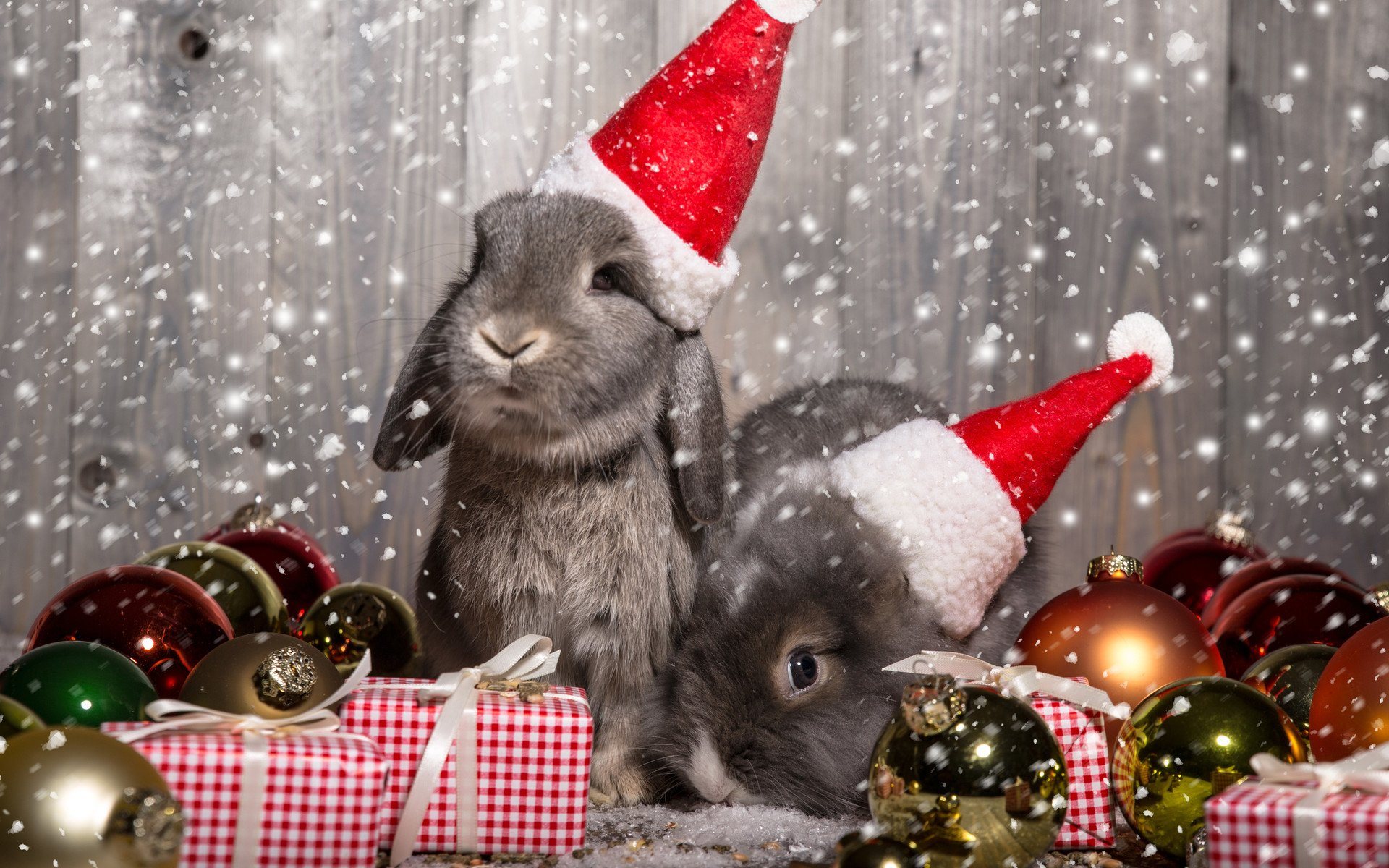 Обои новый год, животные, подарки, шарики, кролики, рождество, зайцы, колпаки, new year, animals, gifts, balls, rabbits, christmas, caps разрешение 1920x1200 Загрузить