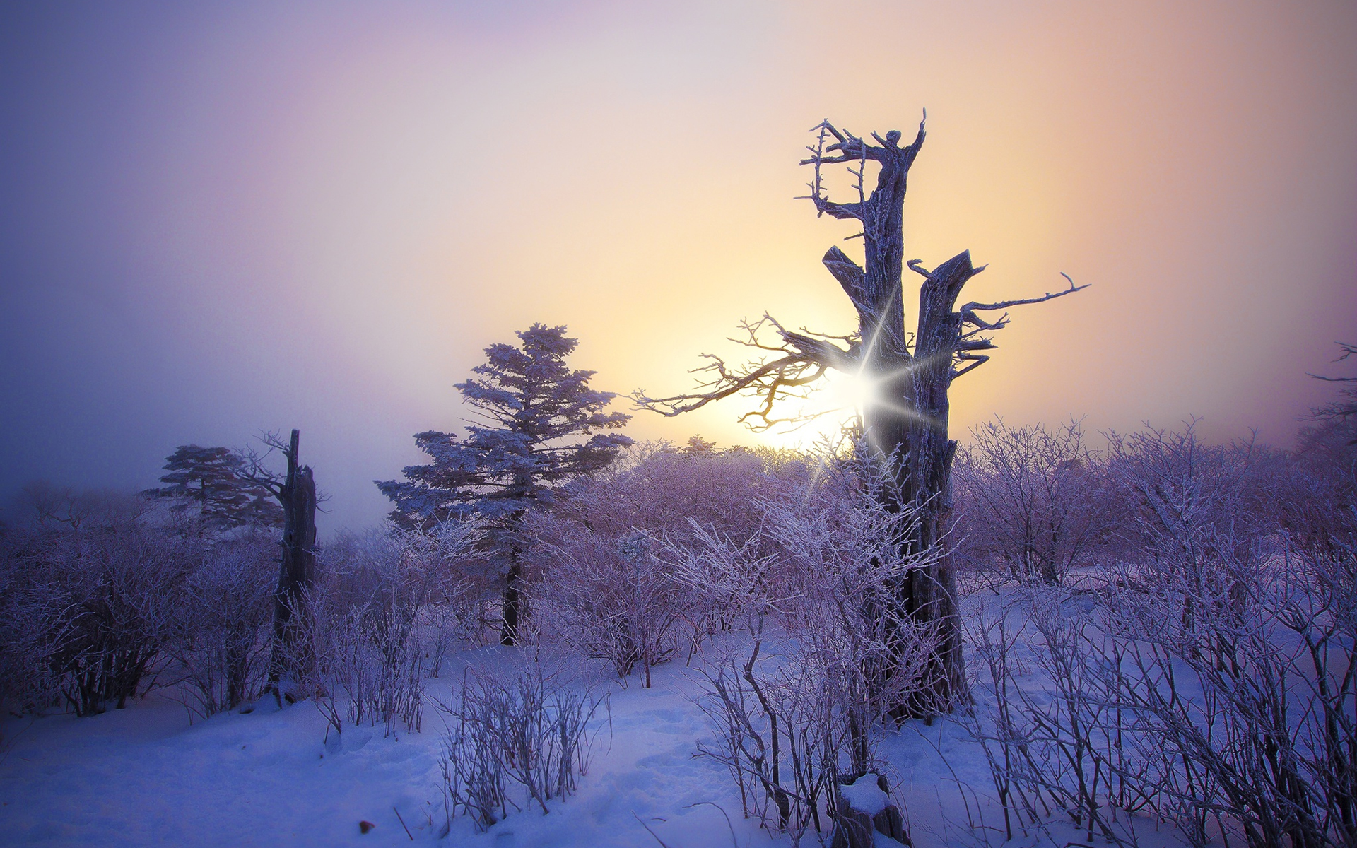 Обои снег, природа, дерево, лес, зима, коряга, snow, nature, tree, forest, winter, snag разрешение 1920x1200 Загрузить