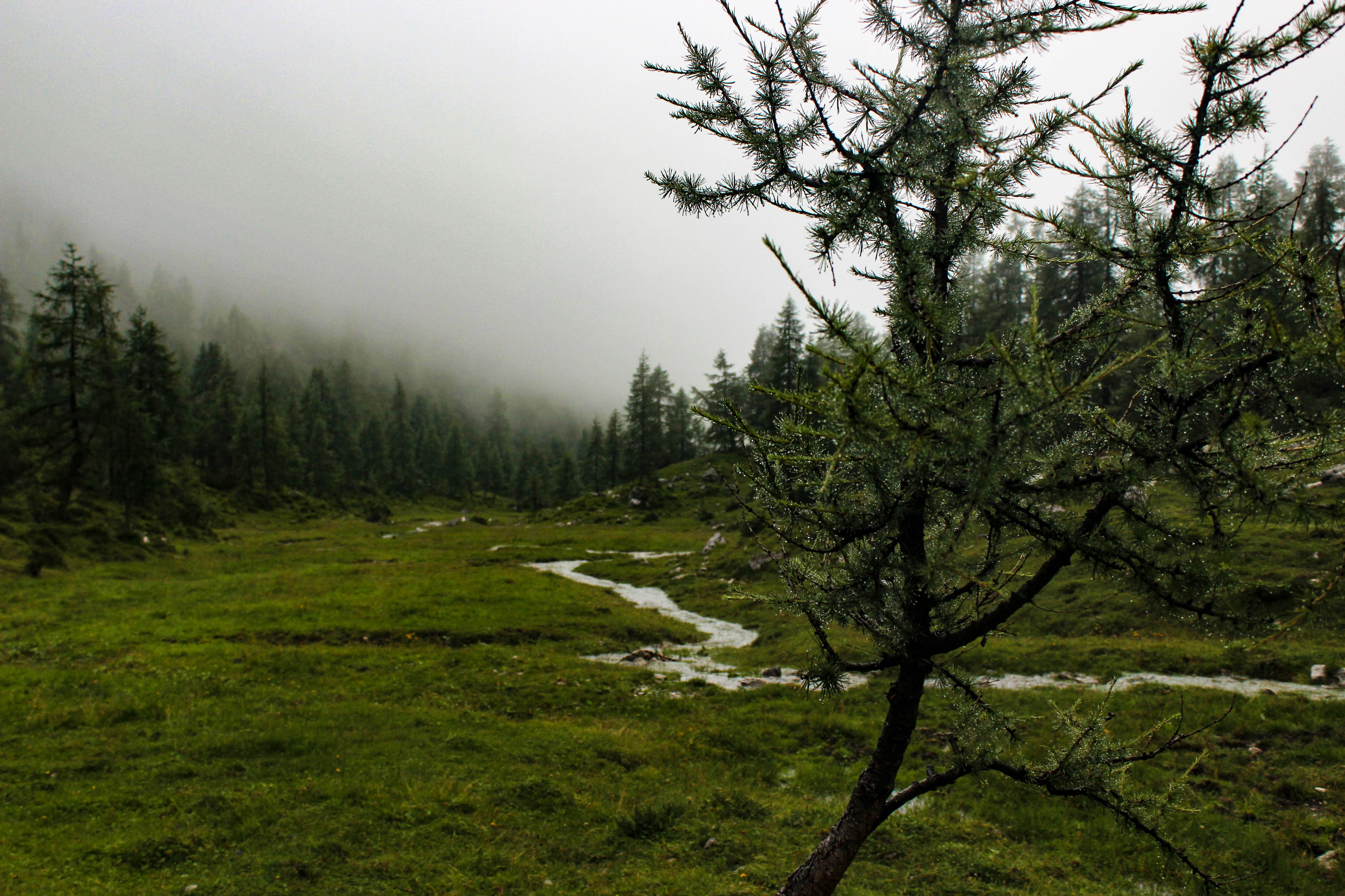 Обои деревья, река, природа, дерево, лес, пейзаж, туман, гора, trees, river, nature, tree, forest, landscape, fog, mountain разрешение 5184x3456 Загрузить