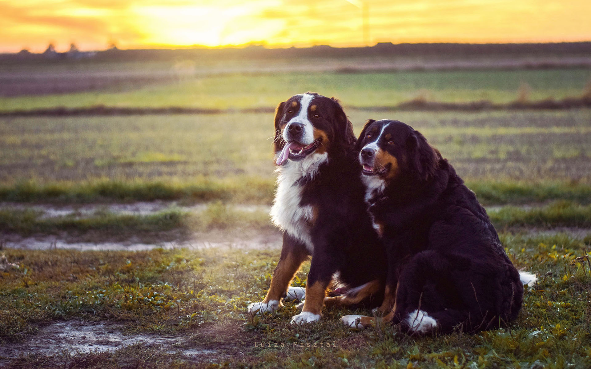 Обои трава, язык, собаки, бернский зенненхунд, grass, language, dogs, bernese mountain dog разрешение 1920x1200 Загрузить