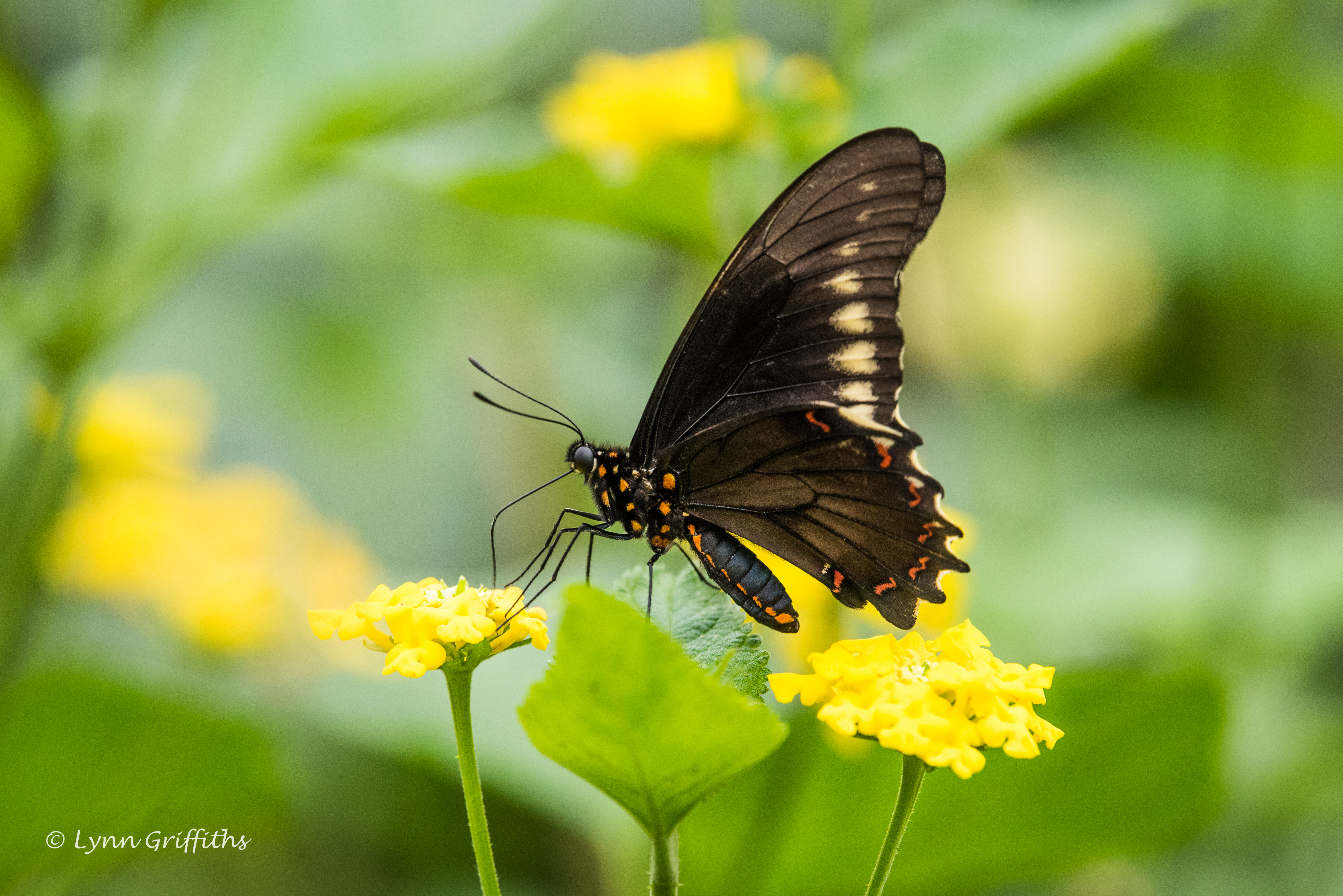 Обои цветы, листья, насекомое, бабочка, крылья, размытость, lynn griffiths, flowers, leaves, insect, butterfly, wings, blur разрешение 5036x3362 Загрузить