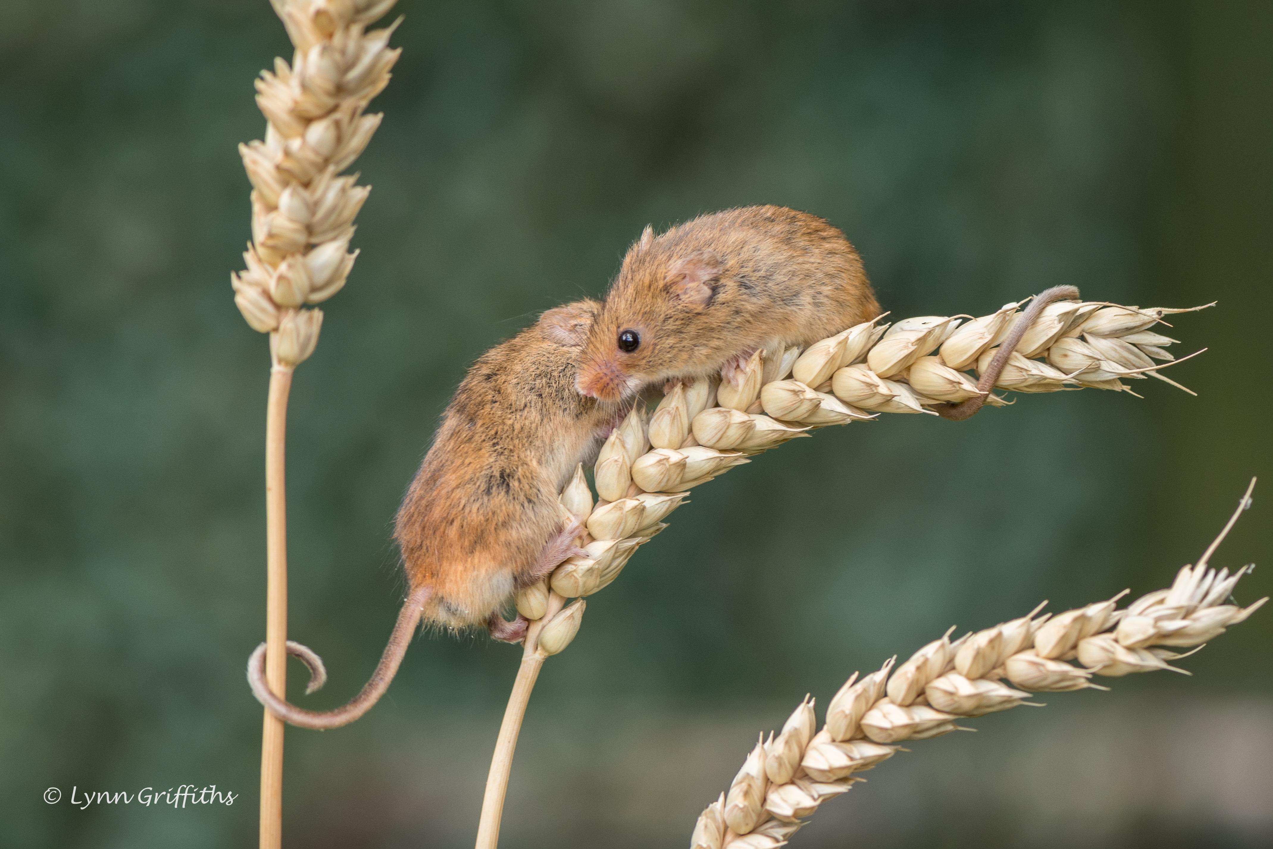 Обои природа, колосья, пшеница, мыши, мышки, мышь-малютка, lynn griffiths, nature, ears, wheat, mouse, the mouse is tiny разрешение 4278x2852 Загрузить