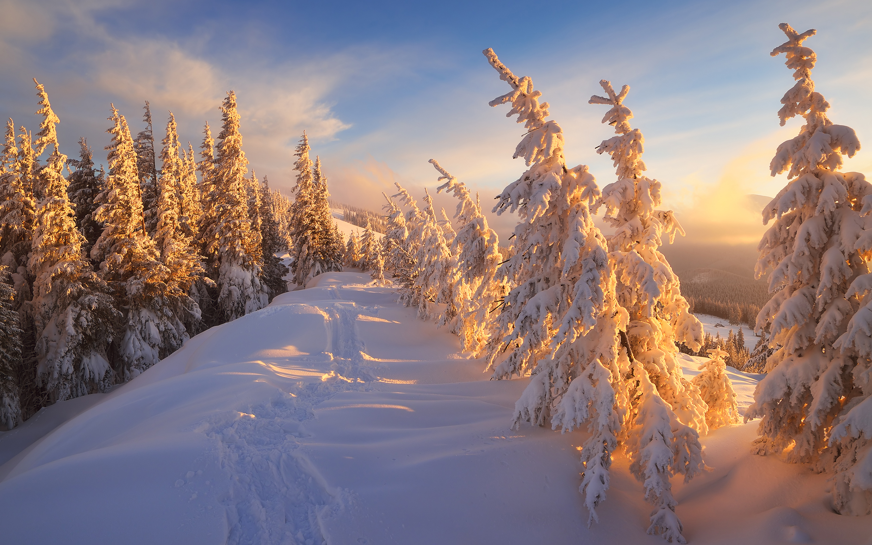 Красота ели. Зимний лес. Рассвет зимой. Зима солнце. Солнечный зимний день.