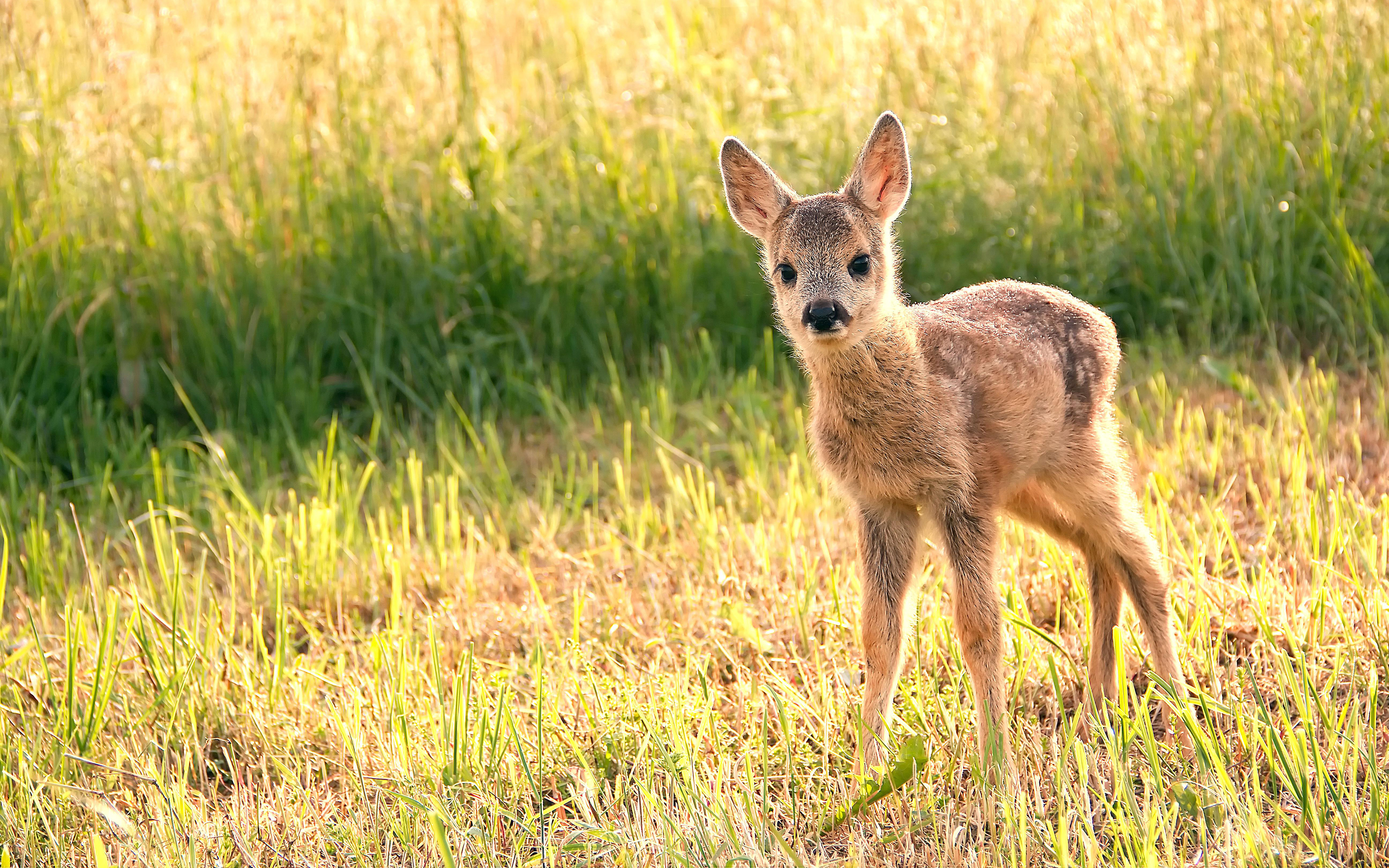 Обои трава, олень, мордочка, взгляд, детеныш, олененок, grass, deer, muzzle, look, cub, fawn разрешение 3840x2400 Загрузить