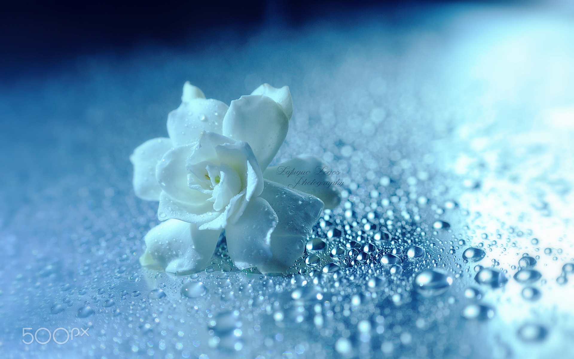 Обои цветок, капли, роза, лепестки, белые, капли воды, lafugue logos, flower, drops, rose, petals, white, water drops разрешение 1920x1200 Загрузить