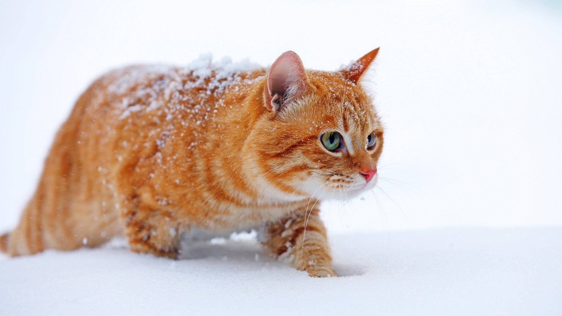 Обои снег, зима, кот, мордочка, усы, кошка, взгляд, рыжий, snow, winter, cat, muzzle, mustache, look, red разрешение 1920x1080 Загрузить
