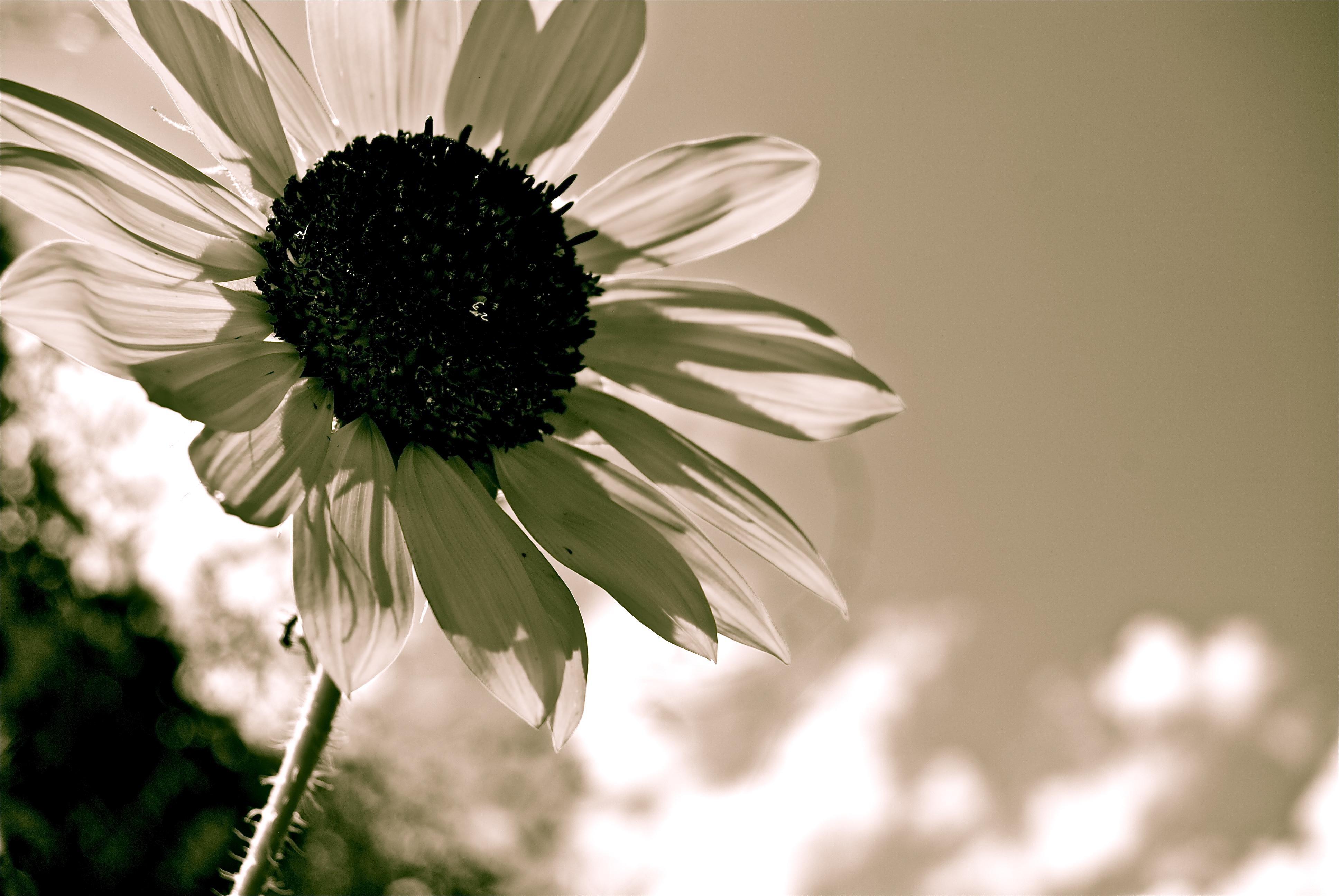 Обои цветок, лепестки, чёрно-белое, подсолнух, flower, petals, black and white, sunflower разрешение 3872x2592 Загрузить