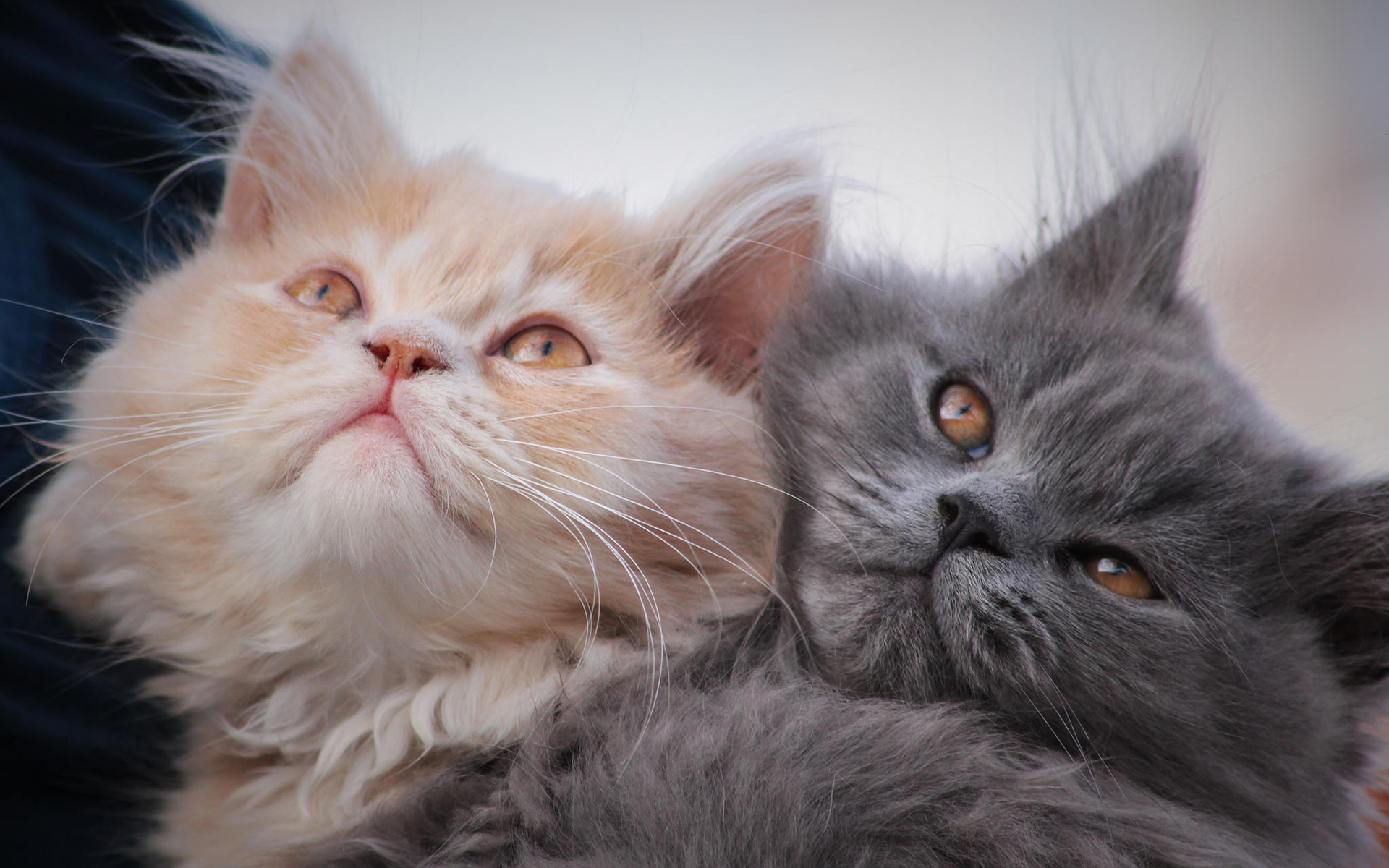 Обои усы, взгляд, коты, кошки, котята, мордочки, две кошки, mustache, look, cats, kittens, faces разрешение 1920x1200 Загрузить