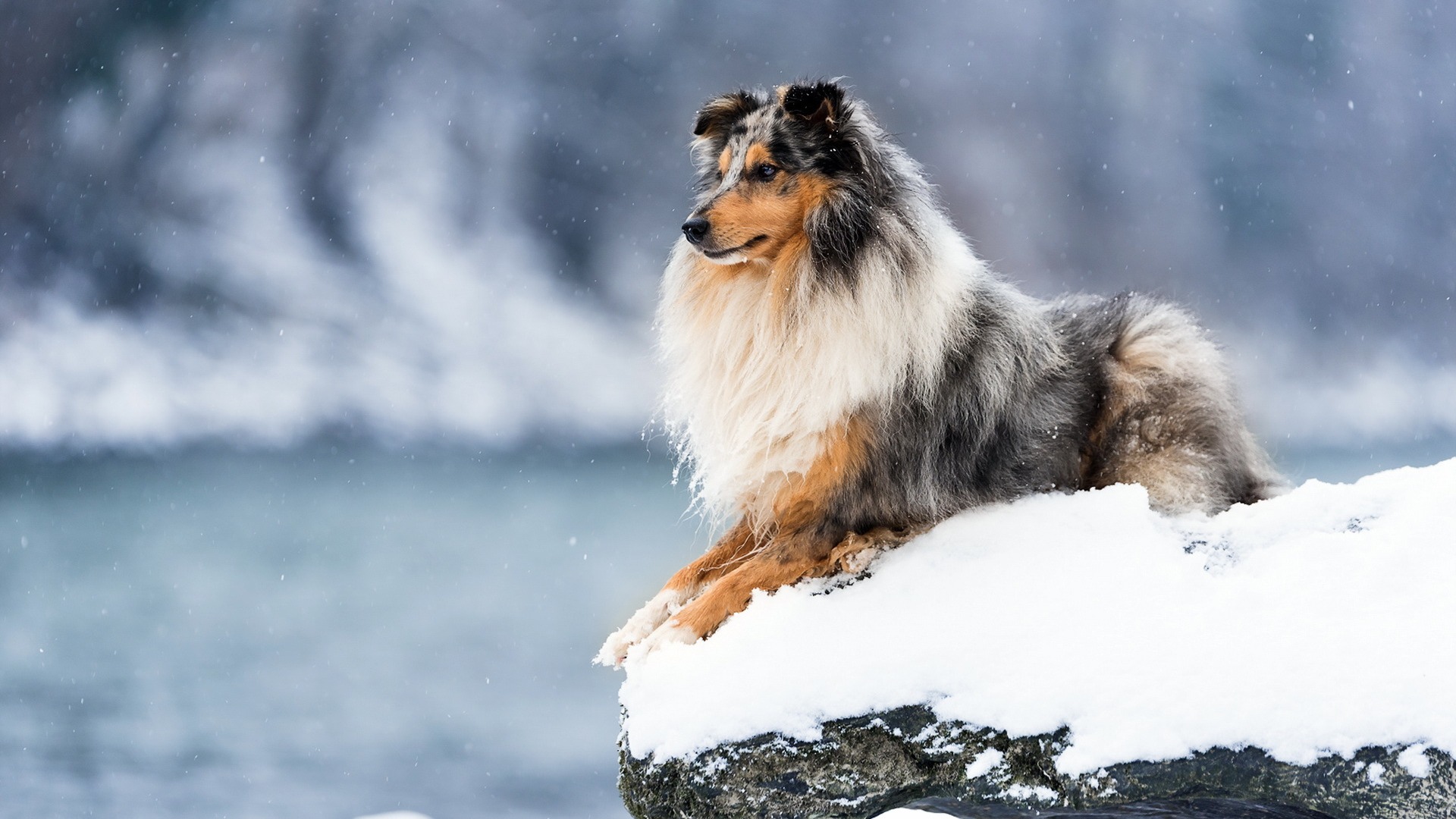 Обои зима, собака, колли, шотландская овчарка, winter, dog, collie, scottish shepherd разрешение 1920x1080 Загрузить