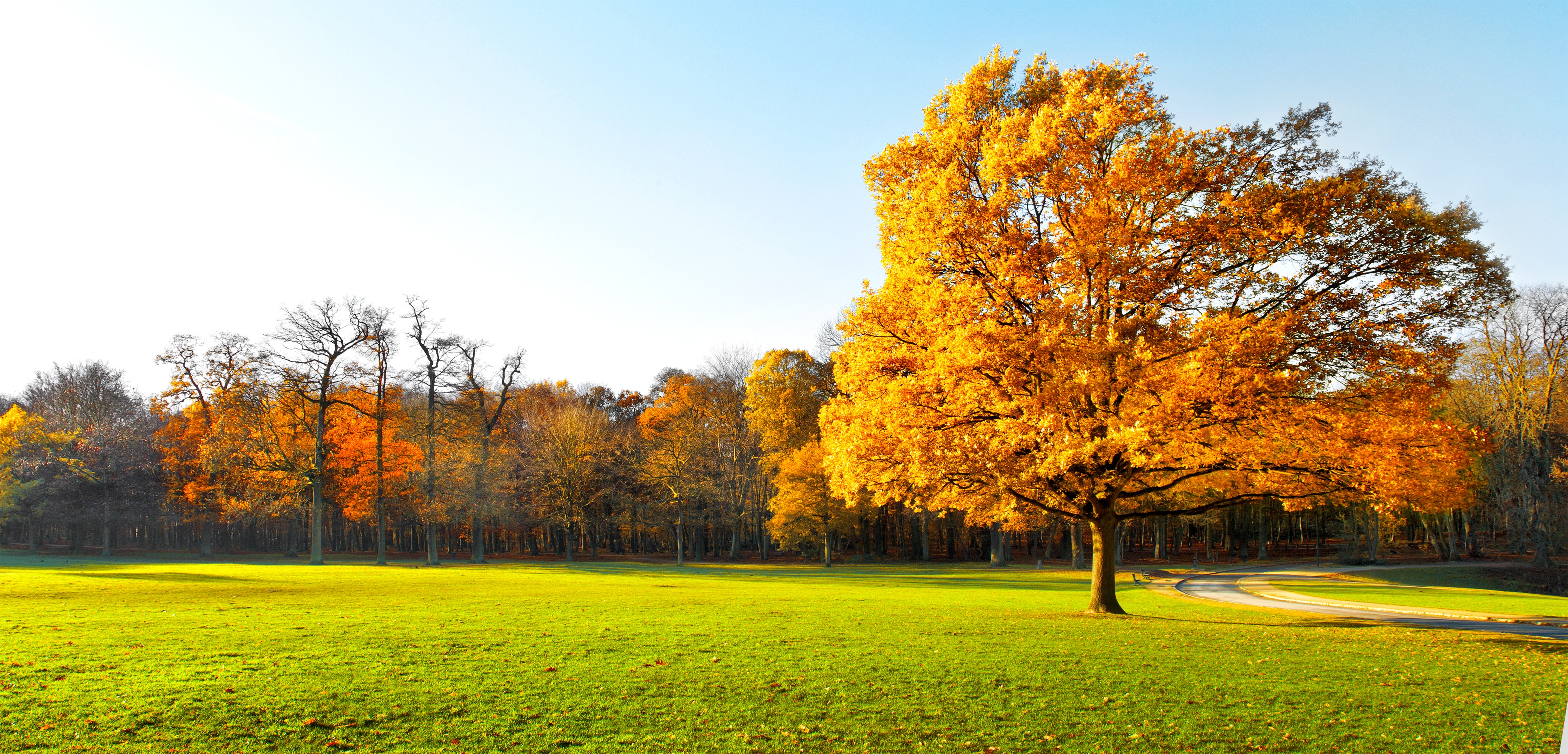 Обои небо, деревья, природа, пейзаж, осень, трава., the sky, trees, nature, landscape, autumn, grass. разрешение 7124x3426 Загрузить