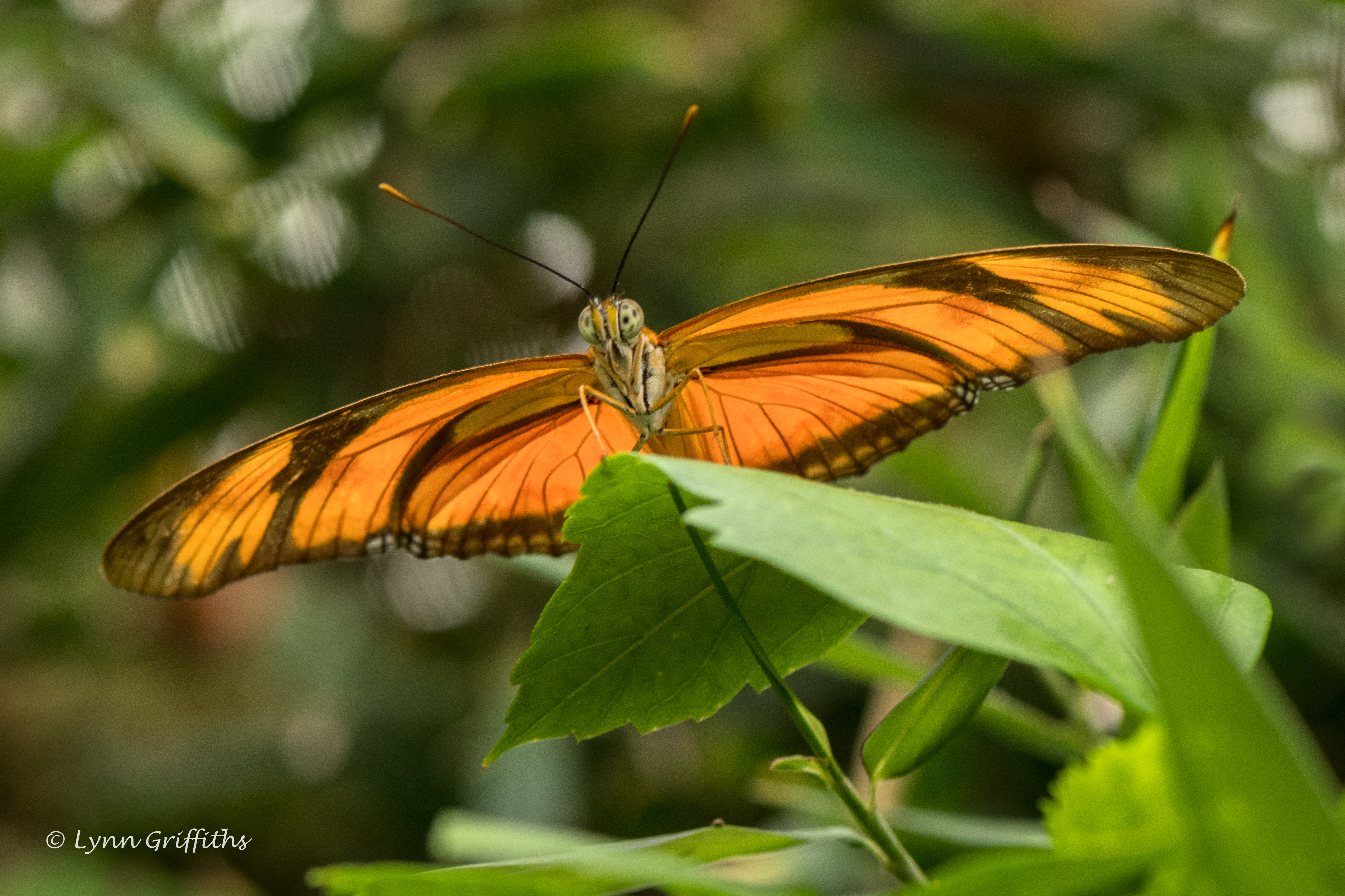 Обои растения, листья, насекомое, бабочка, крылья, lynn griffiths, plants, leaves, insect, butterfly, wings разрешение 4453x2969 Загрузить