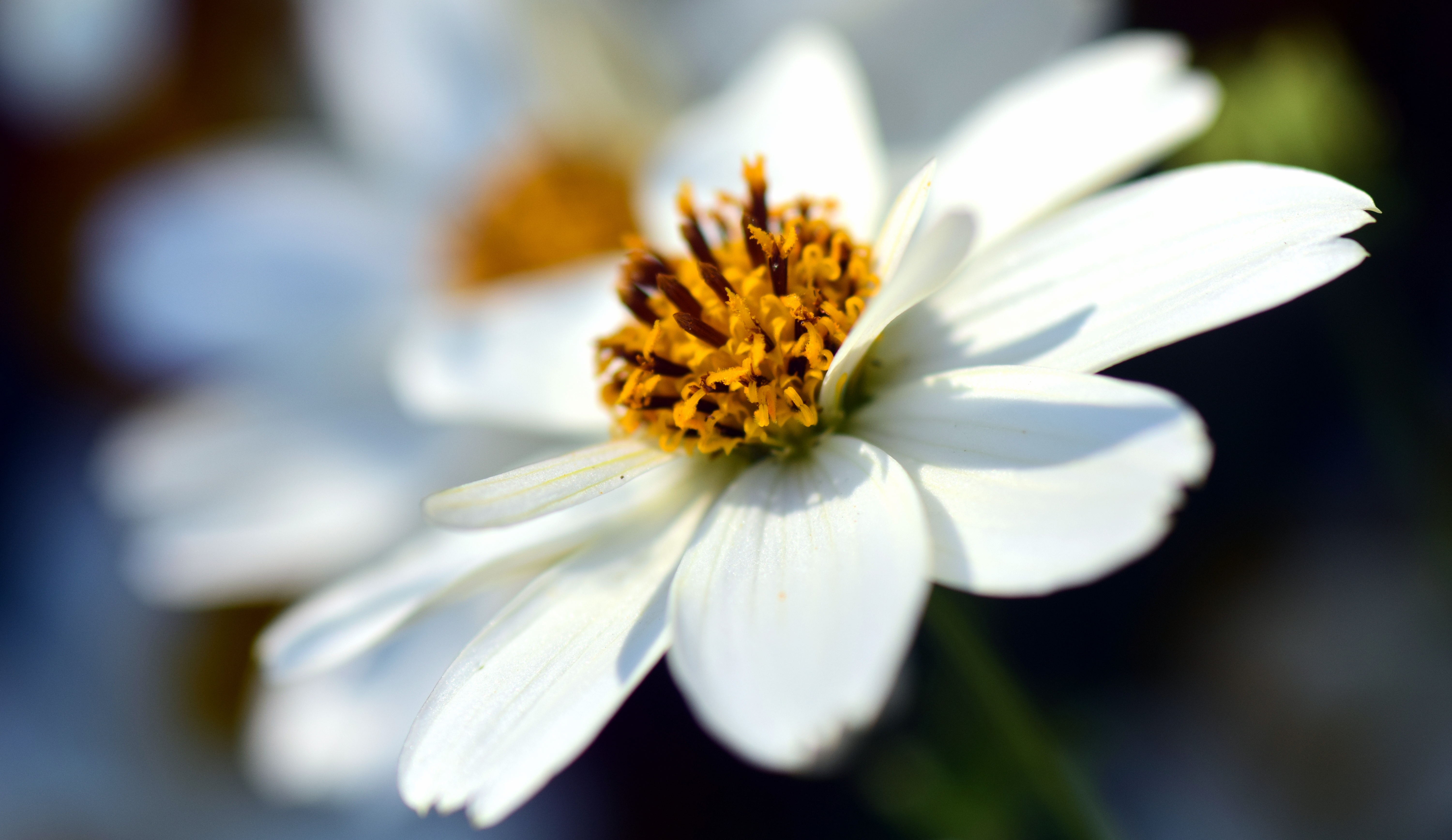 Обои цветок, лепестки, размытость, космея, крупным планом, flower, petals, blur, kosmeya, closeup разрешение 6000x3472 Загрузить