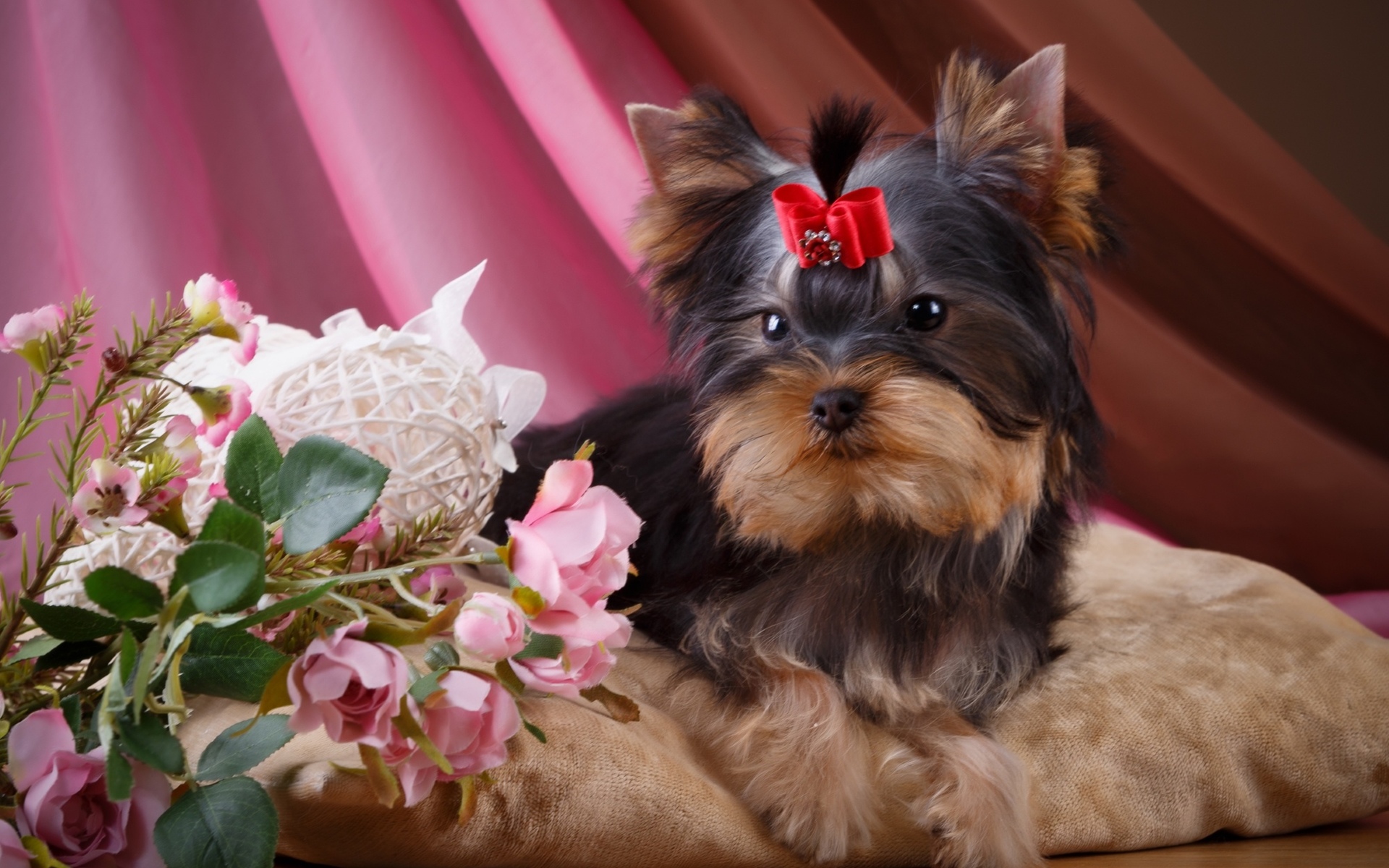 Обои цветы, розы, собака, девочка, щенок, бантик, йоркширский терьер, flowers, roses, dog, girl, puppy, bow, yorkshire terrier разрешение 1920x1200 Загрузить