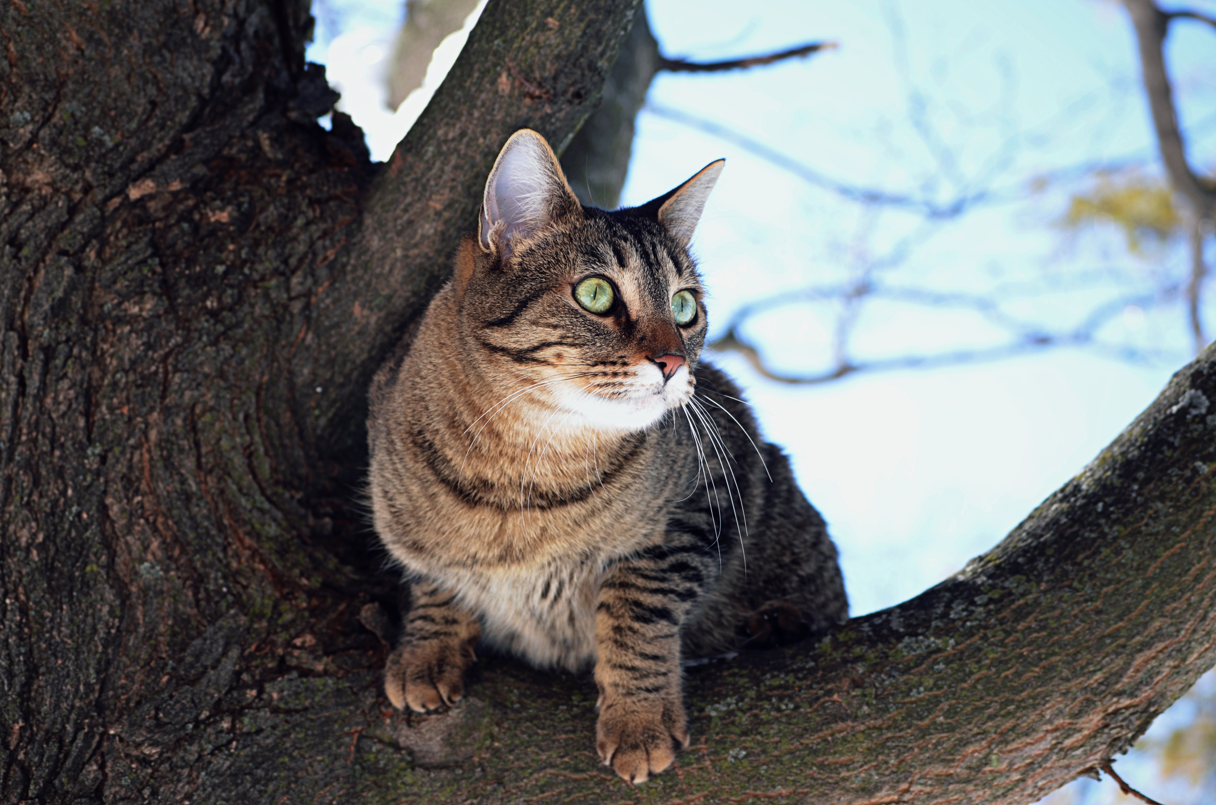 Обои дерево, кот, мордочка, усы, кошка, взгляд, tree, cat, muzzle, mustache, look разрешение 4000x2649 Загрузить