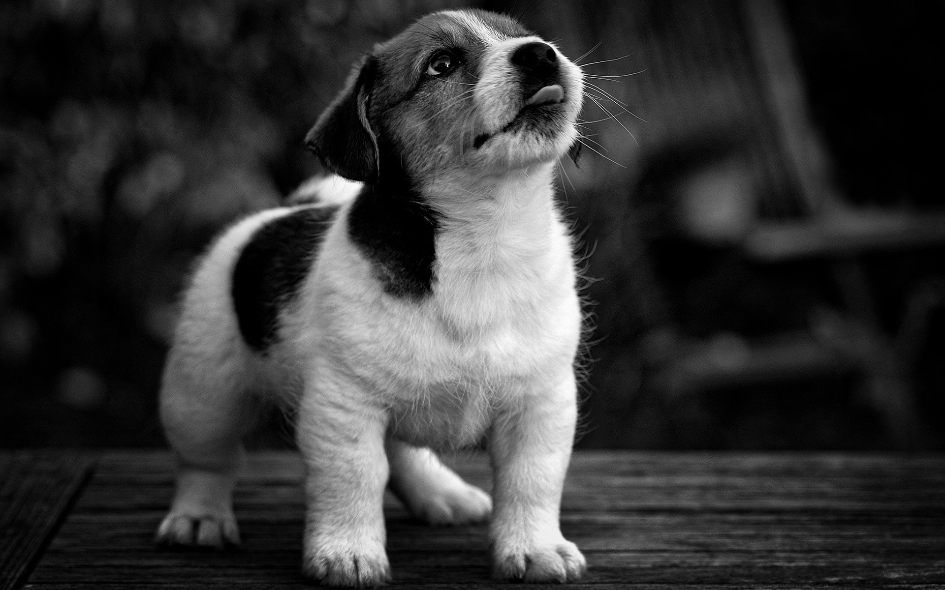 Обои мордочка, взгляд, чёрно-белое, собака, щенок, muzzle, look, black and white, dog, puppy разрешение 1920x1200 Загрузить