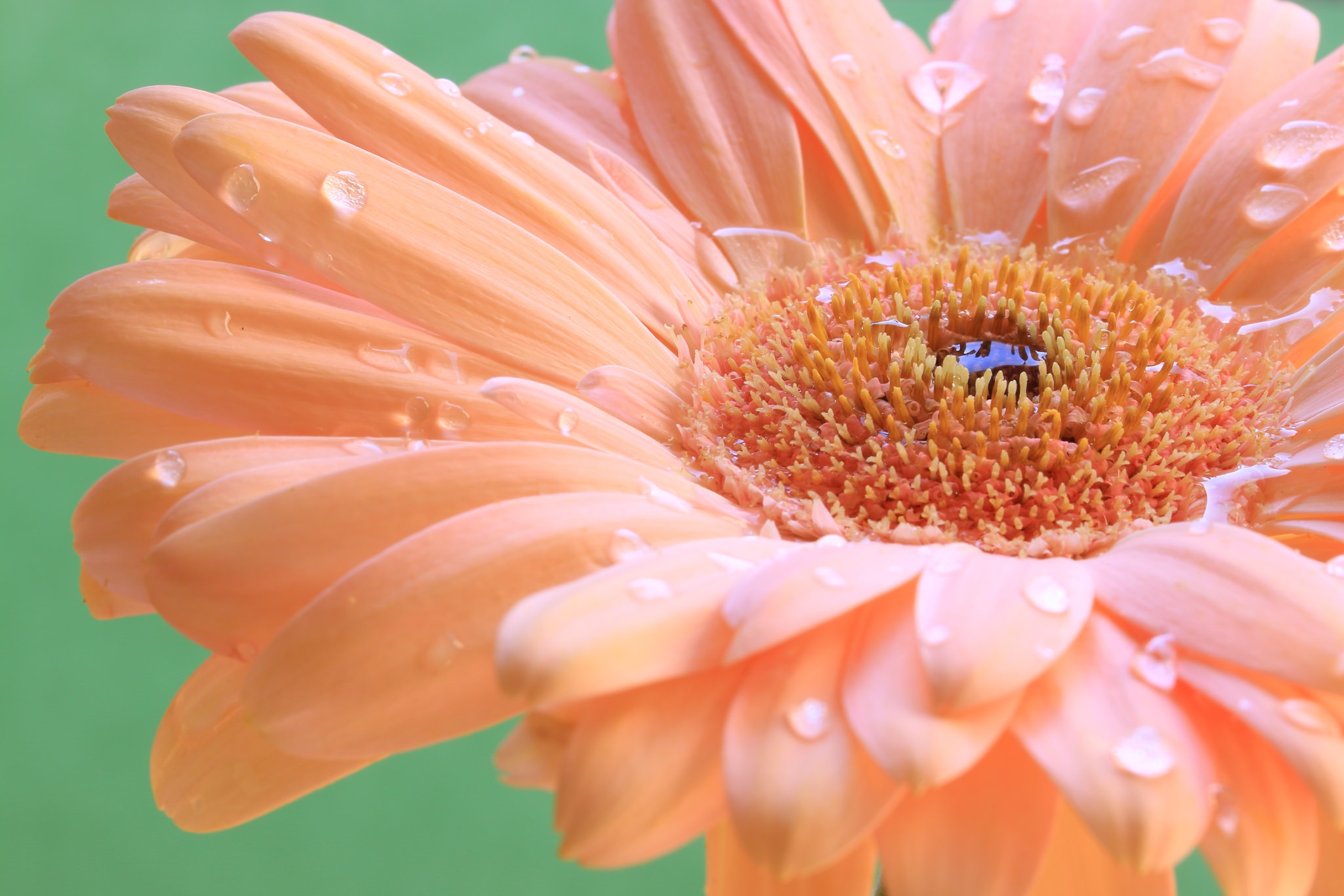 Обои макро, капли, лепестки, гербера, macro, drops, petals, gerbera разрешение 2048x1365 Загрузить