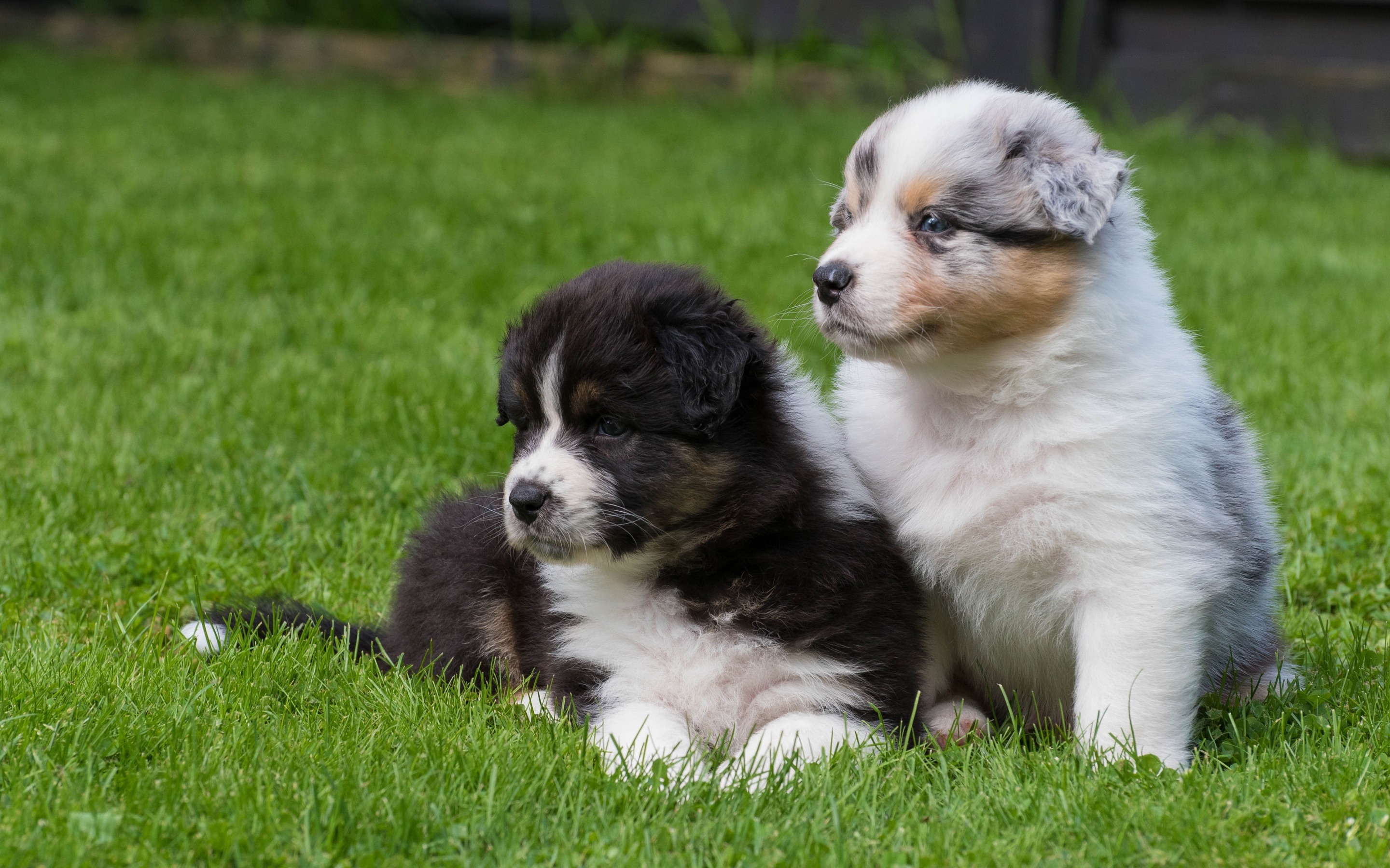 Обои трава, щенки, собаки, австралийская овчарка, аусси, grass, puppies, dogs, australian shepherd, aussie разрешение 2880x1800 Загрузить