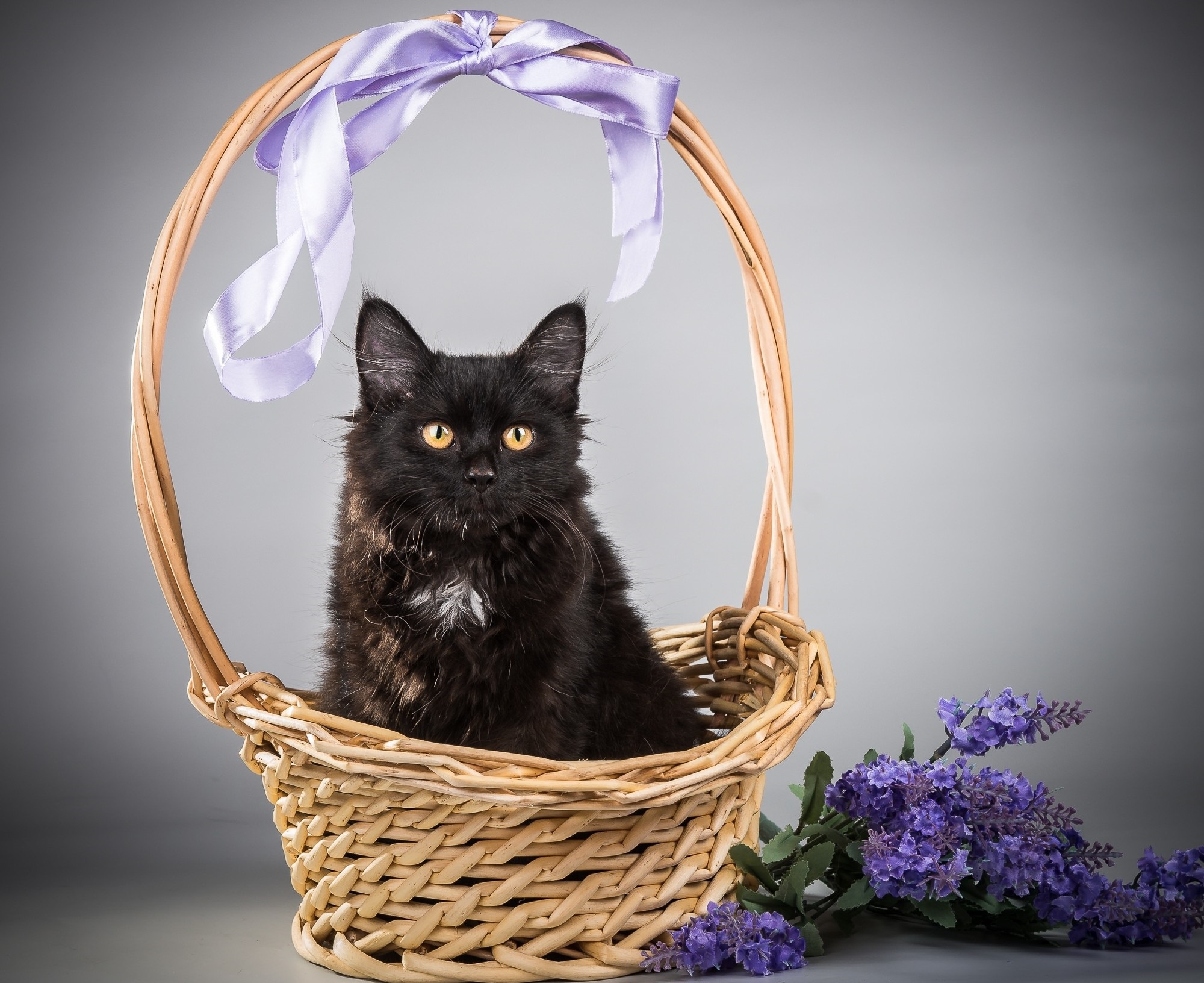 Обои цветы, кот, кошка, черный, корзина, flowers, cat, black, basket разрешение 2000x1632 Загрузить