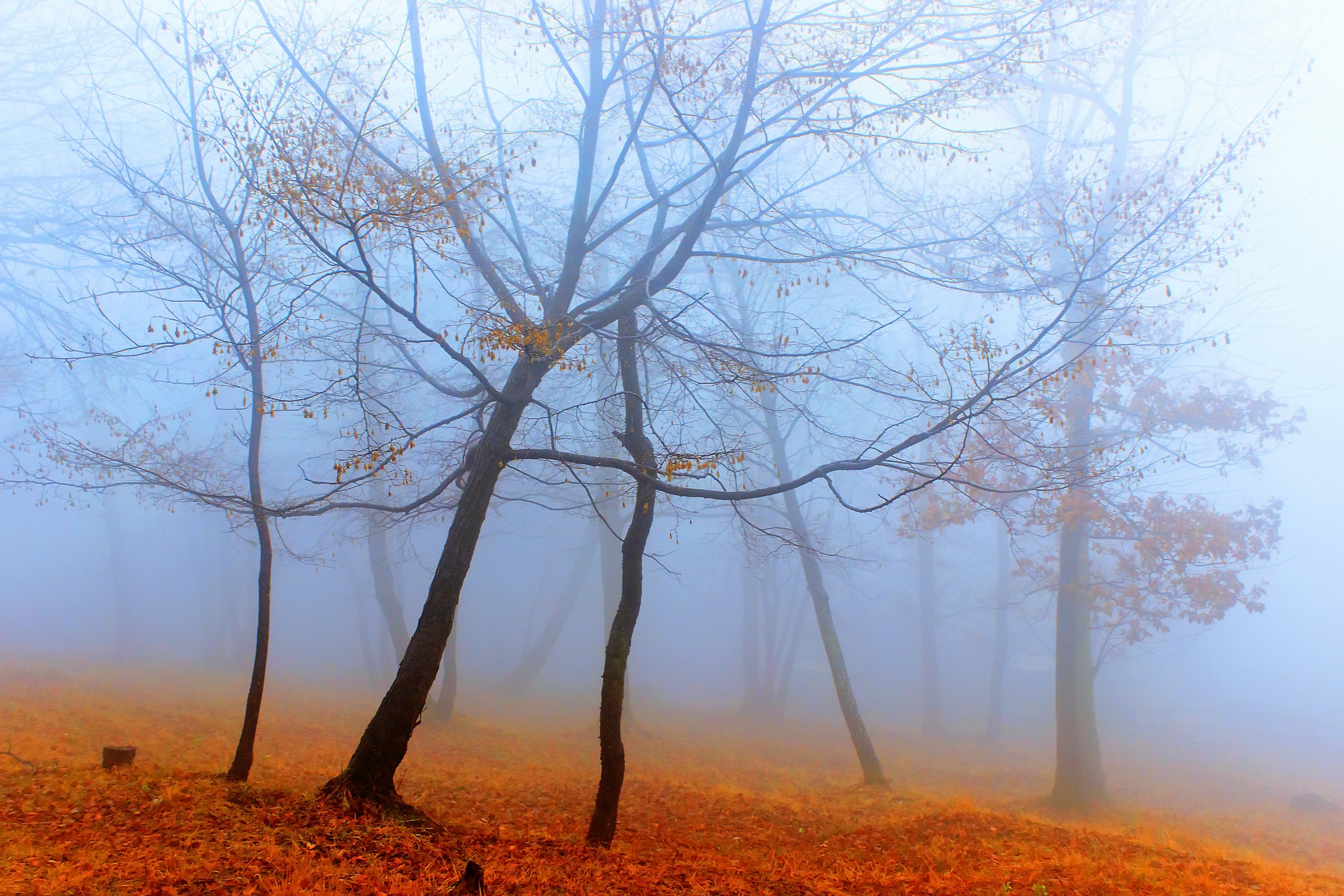 Обои деревья, лес, туман, осень, trees, forest, fog, autumn разрешение 2560x1707 Загрузить