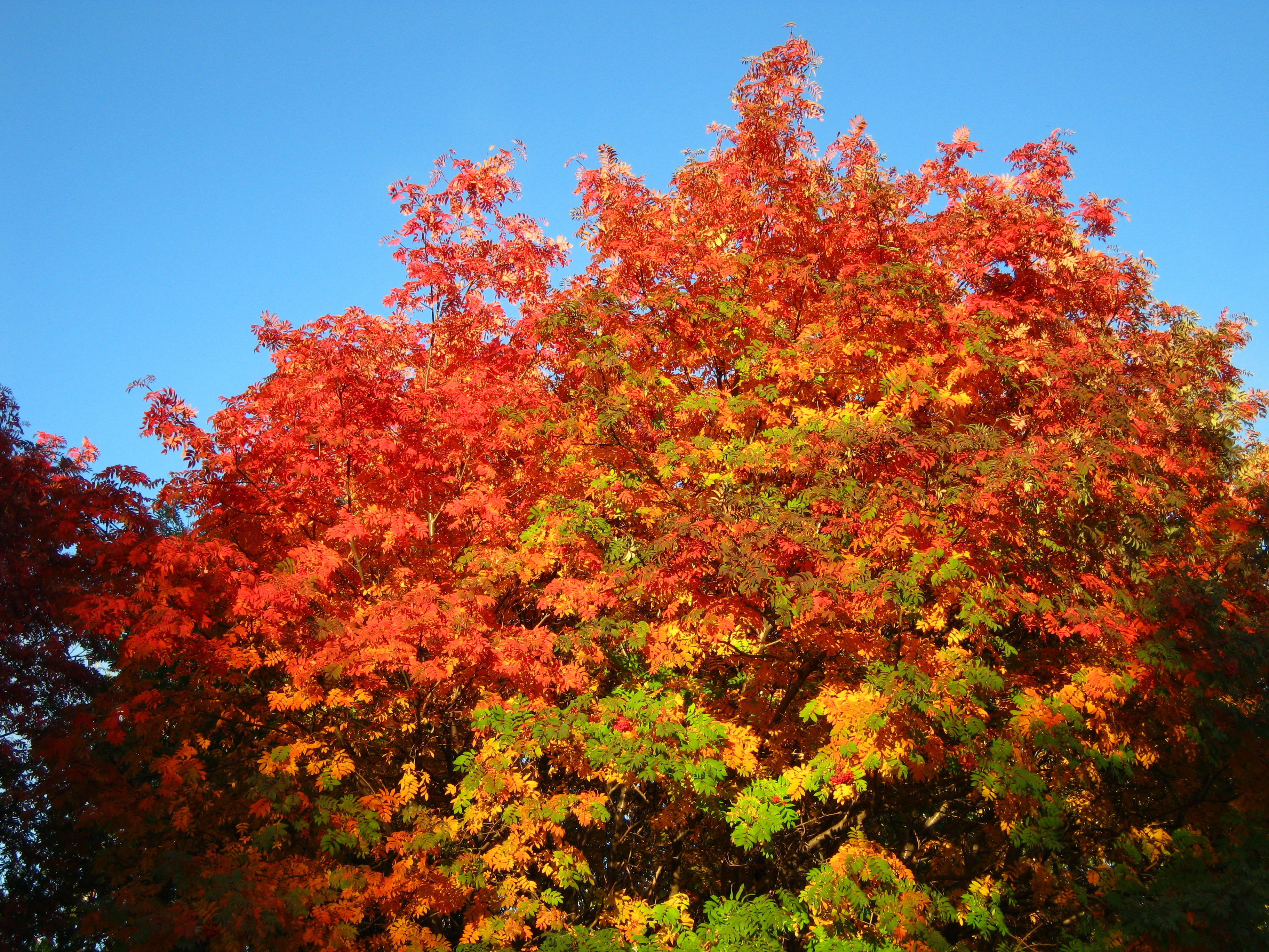 Обои небо, деревья, осень, рябина, the sky, trees, autumn, rowan разрешение 3648x2736 Загрузить