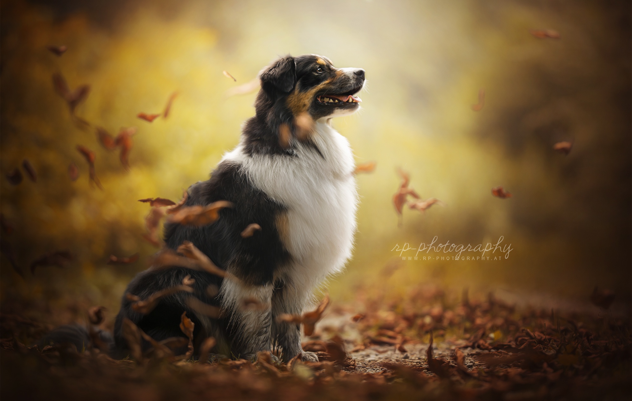 Обои осень, собака, друг, австралийская овчарка, dackelpup, juno, autumn, dog, each, australian shepherd разрешение 2048x1300 Загрузить