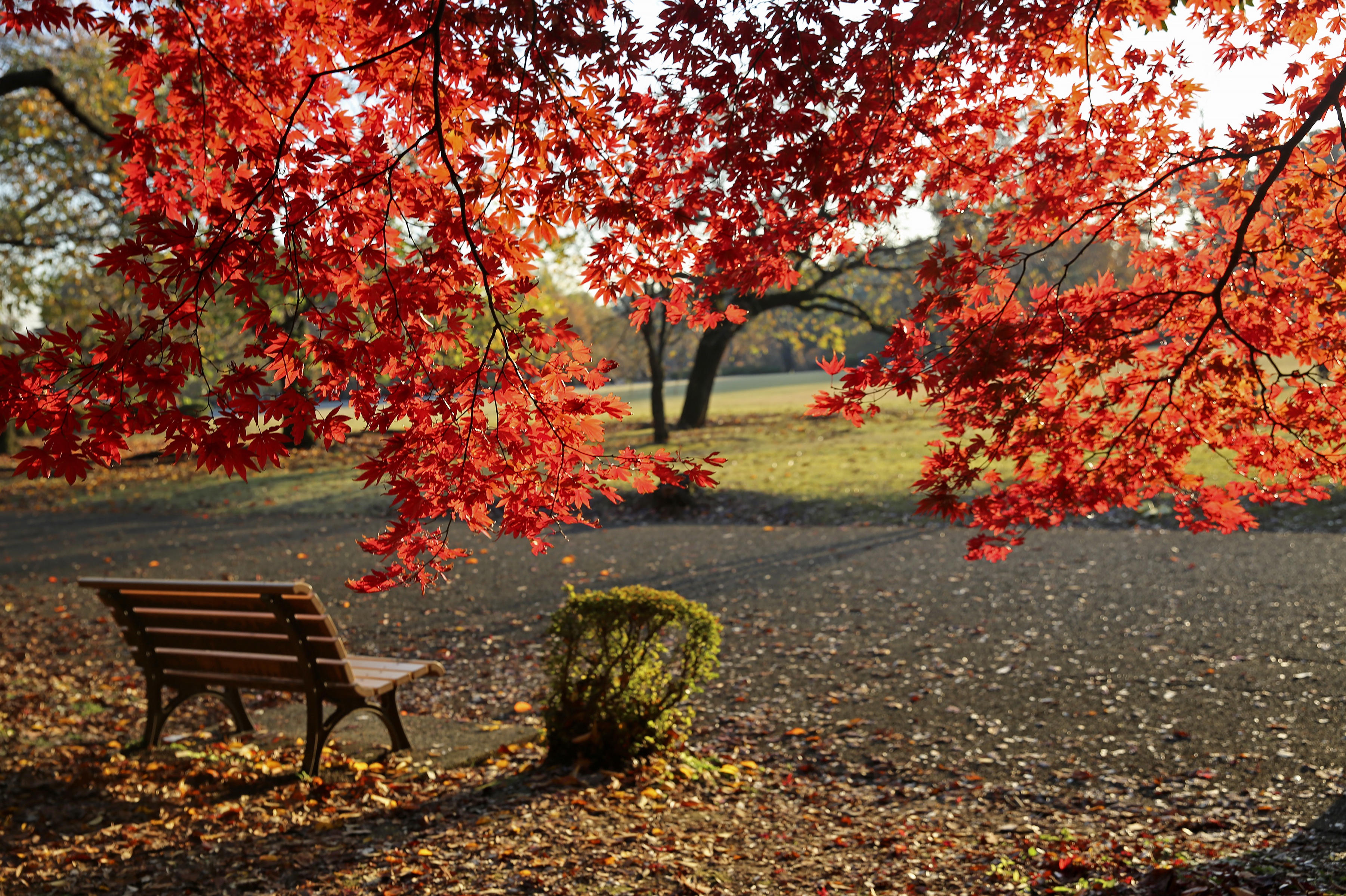 Обои деревья, листья, парк, листва, осень, скамейка, клен, trees, leaves, park, foliage, autumn, bench, maple разрешение 3602x2398 Загрузить