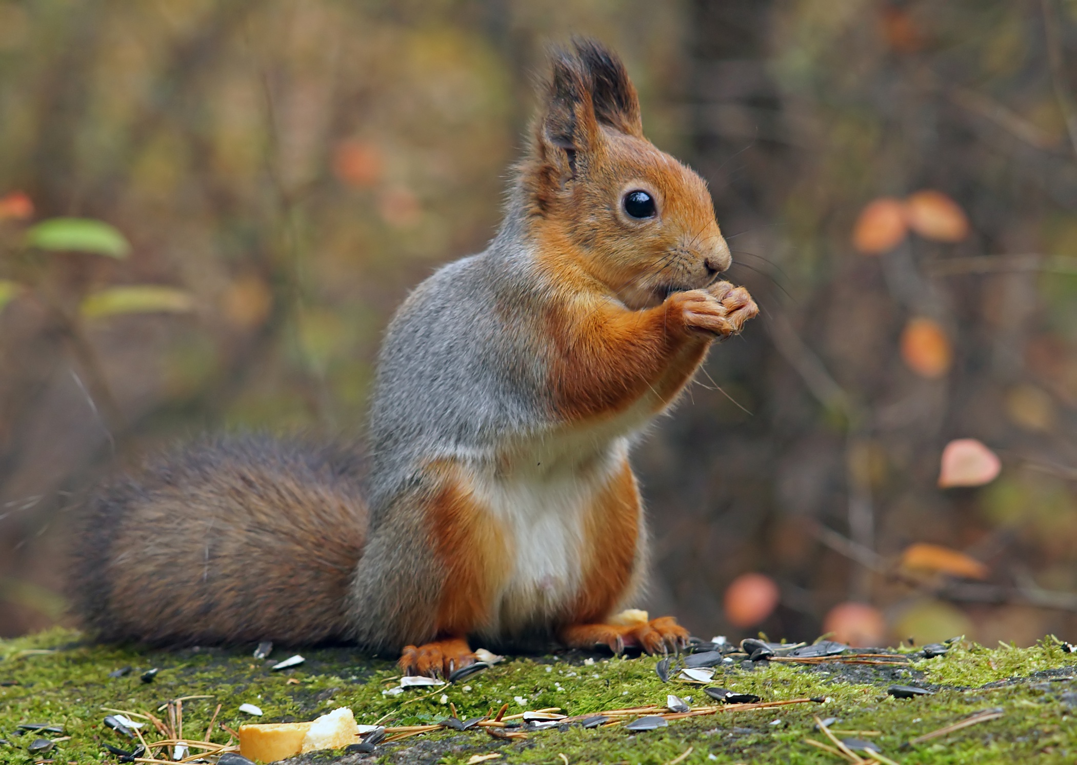 Обои парк, осень, белка, белочка, park, autumn, protein, squirrel разрешение 2100x1492 Загрузить