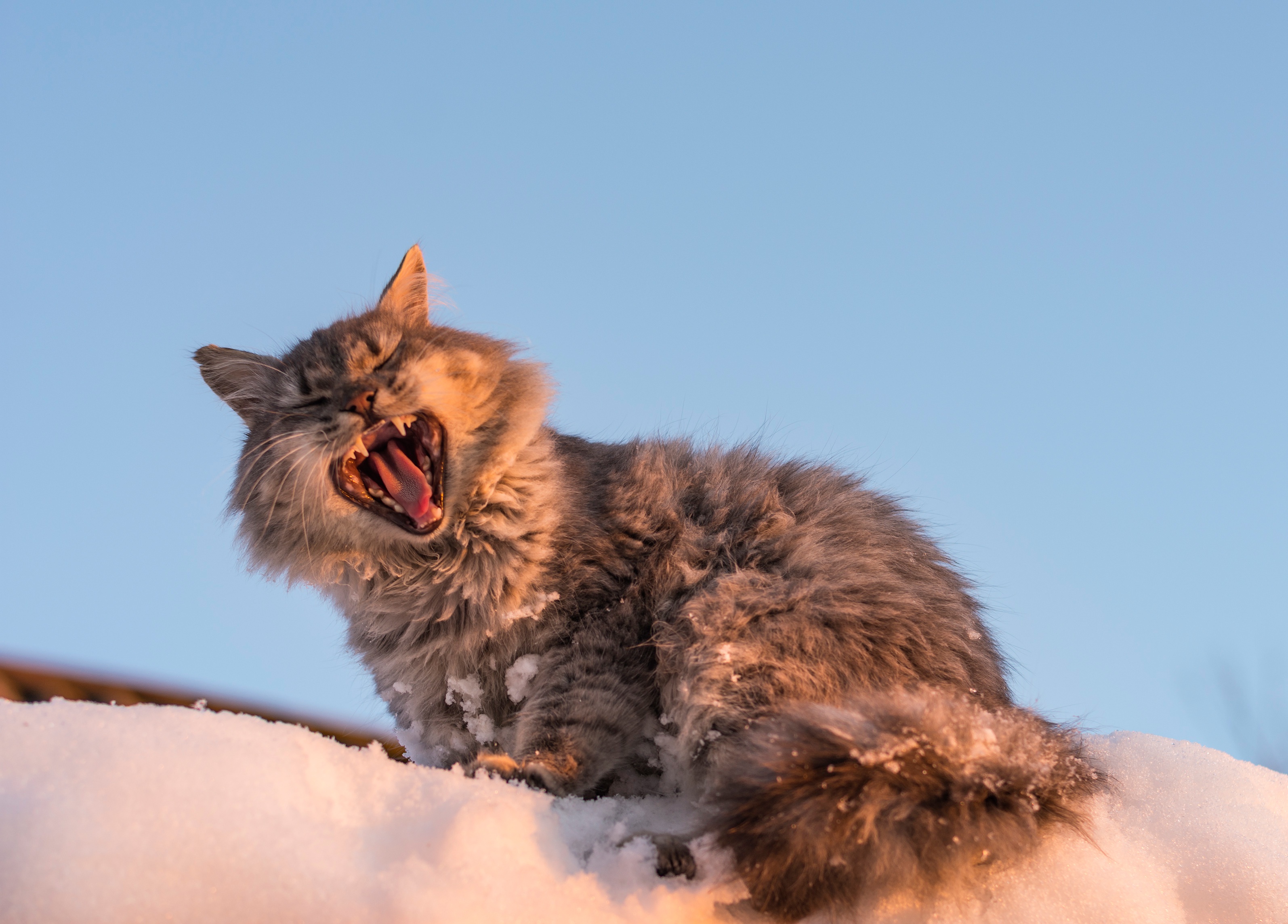 Обои снег, кот, мордочка, кошка, зевает, snow, cat, muzzle, yawns разрешение 3189x2289 Загрузить