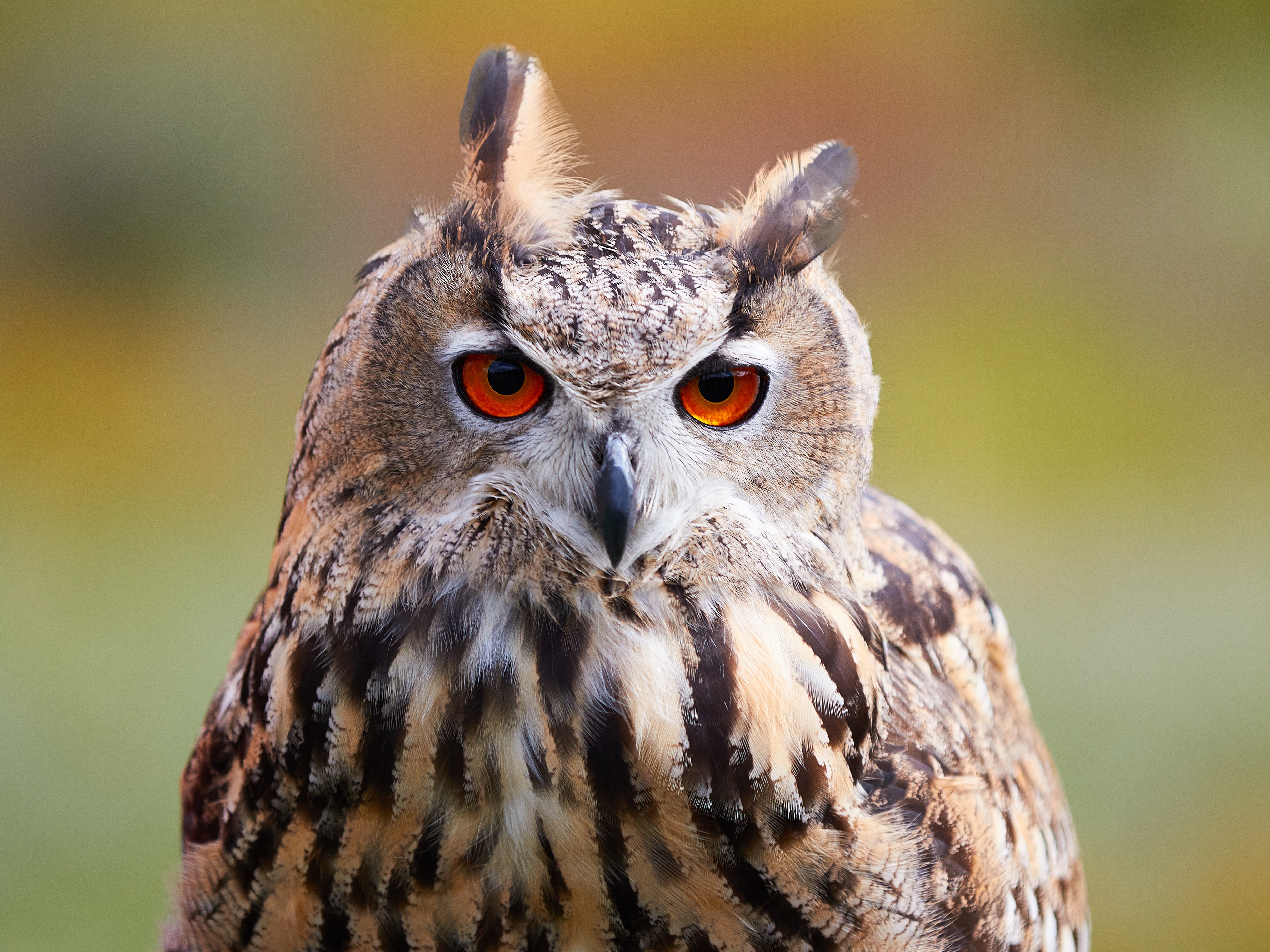 Обои сова, природа, фон, взгляд, размытость, птица, боке, филин, owl, nature, background, look, blur, bird, bokeh разрешение 4826x3619 Загрузить