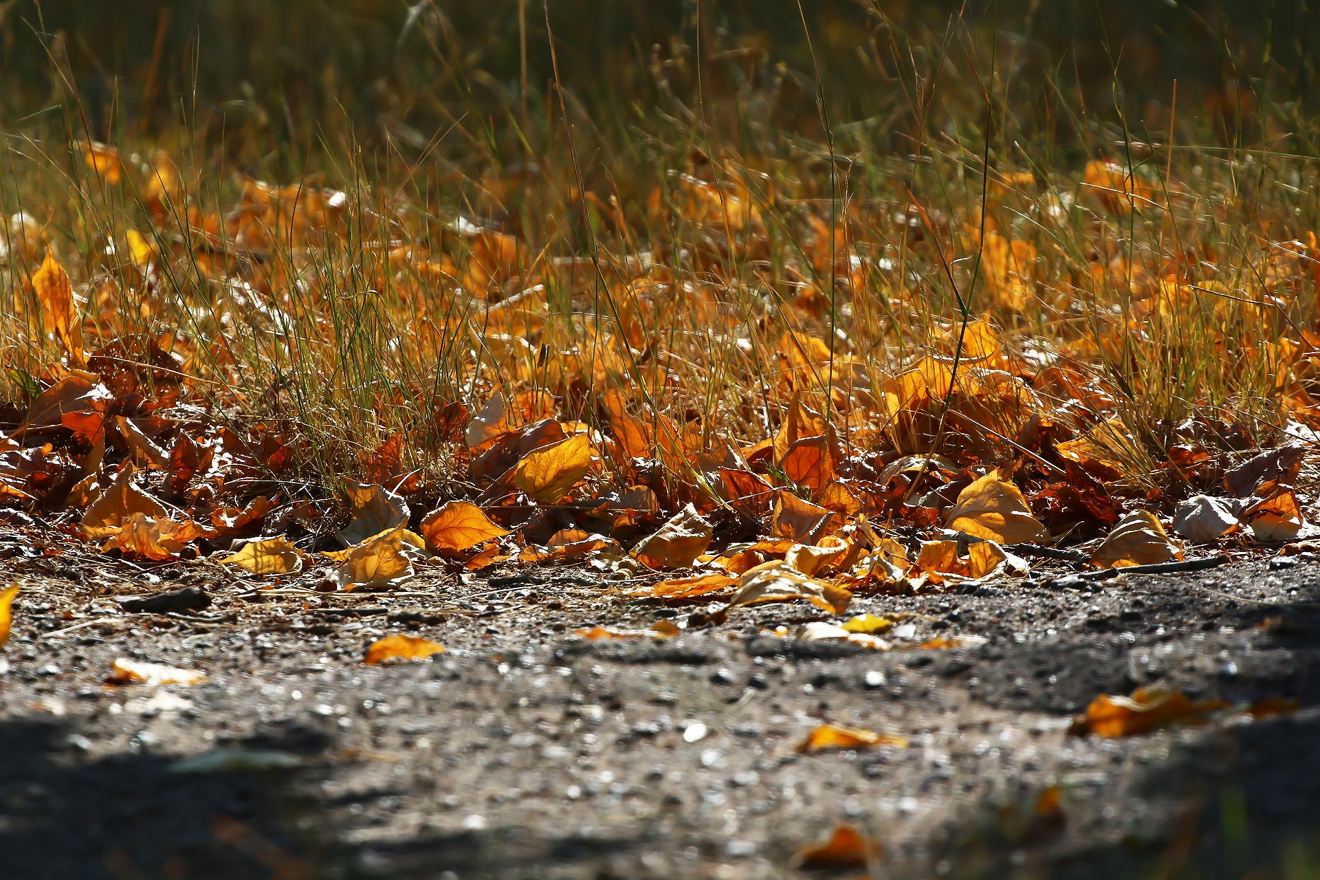 Обои трава, листва, осень, асфальт, grass, foliage, autumn, asphalt разрешение 1920x1280 Загрузить