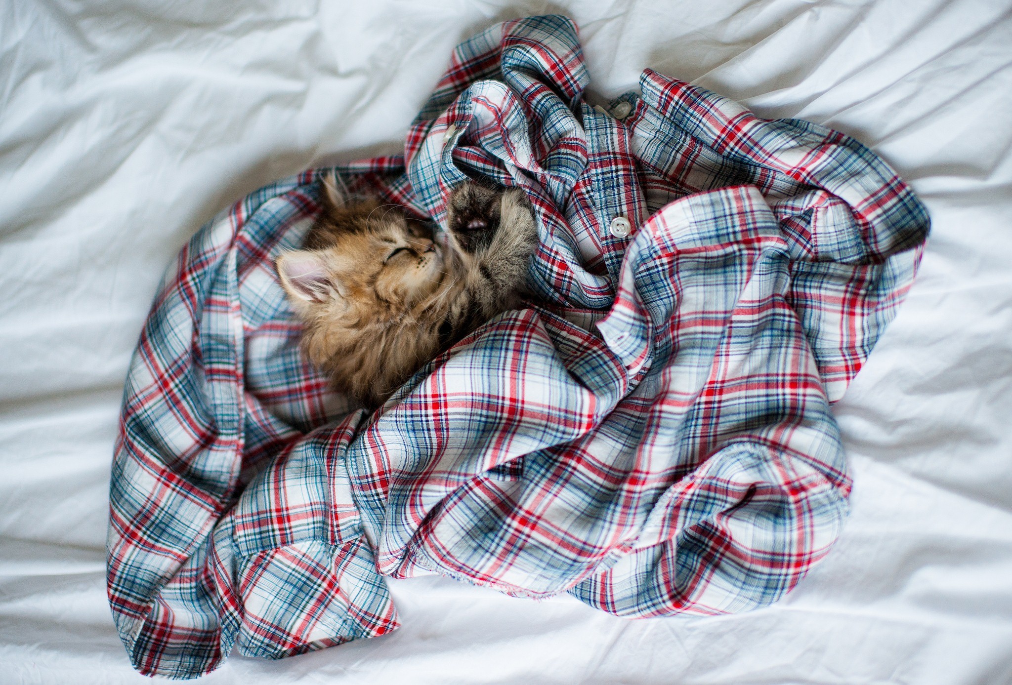 Красивая одежда во сне. Котенок в одеяле. Спящие котята. Кот в клетчатой рубашке. Пижама котенок.