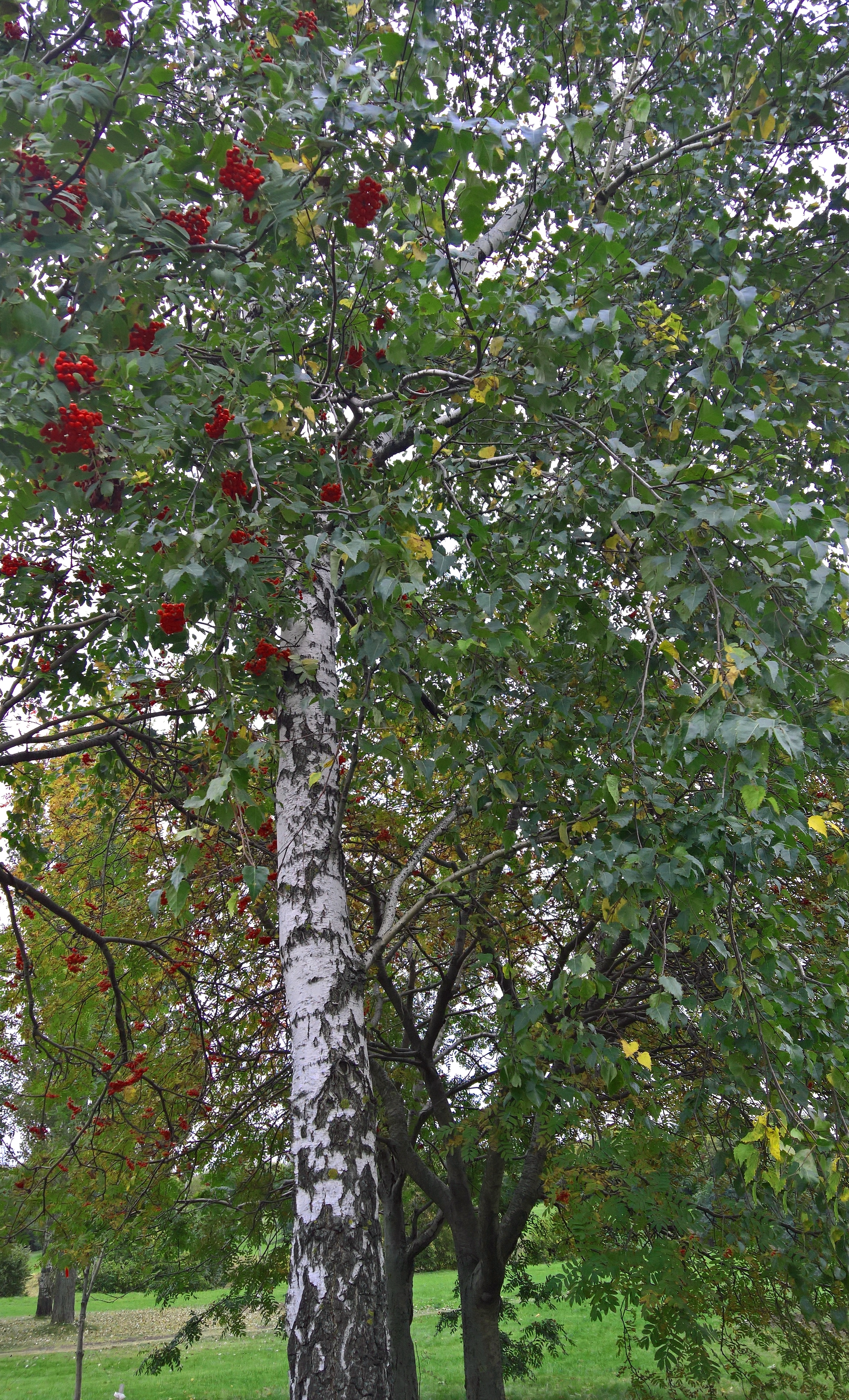Обои настроение, парк, осень, лист, ягоды, береза, рябина, mood, park, autumn, sheet, berries, birch, rowan разрешение 2869x4731 Загрузить