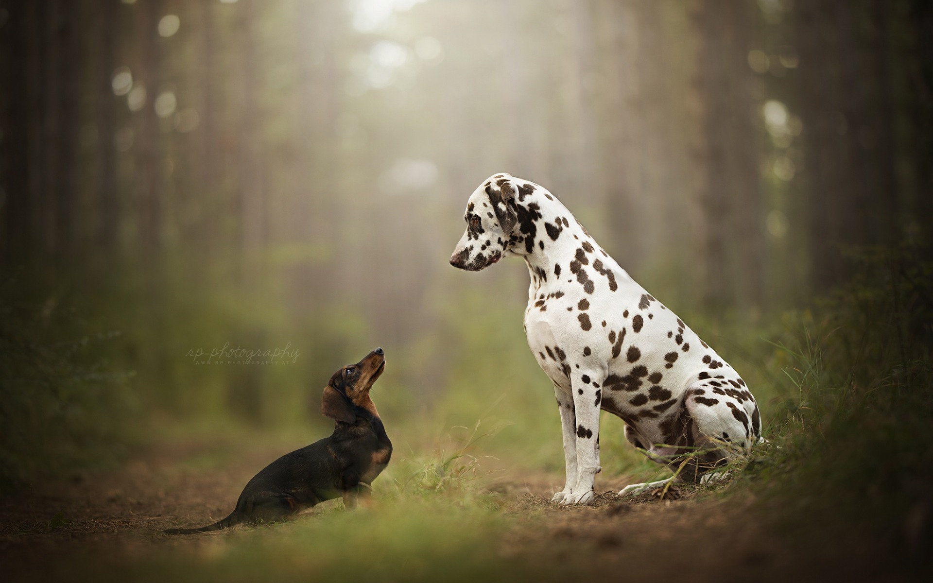 Обои далматин, такса, собаки, dalmatian, dachshund, dogs разрешение 1920x1200 Загрузить