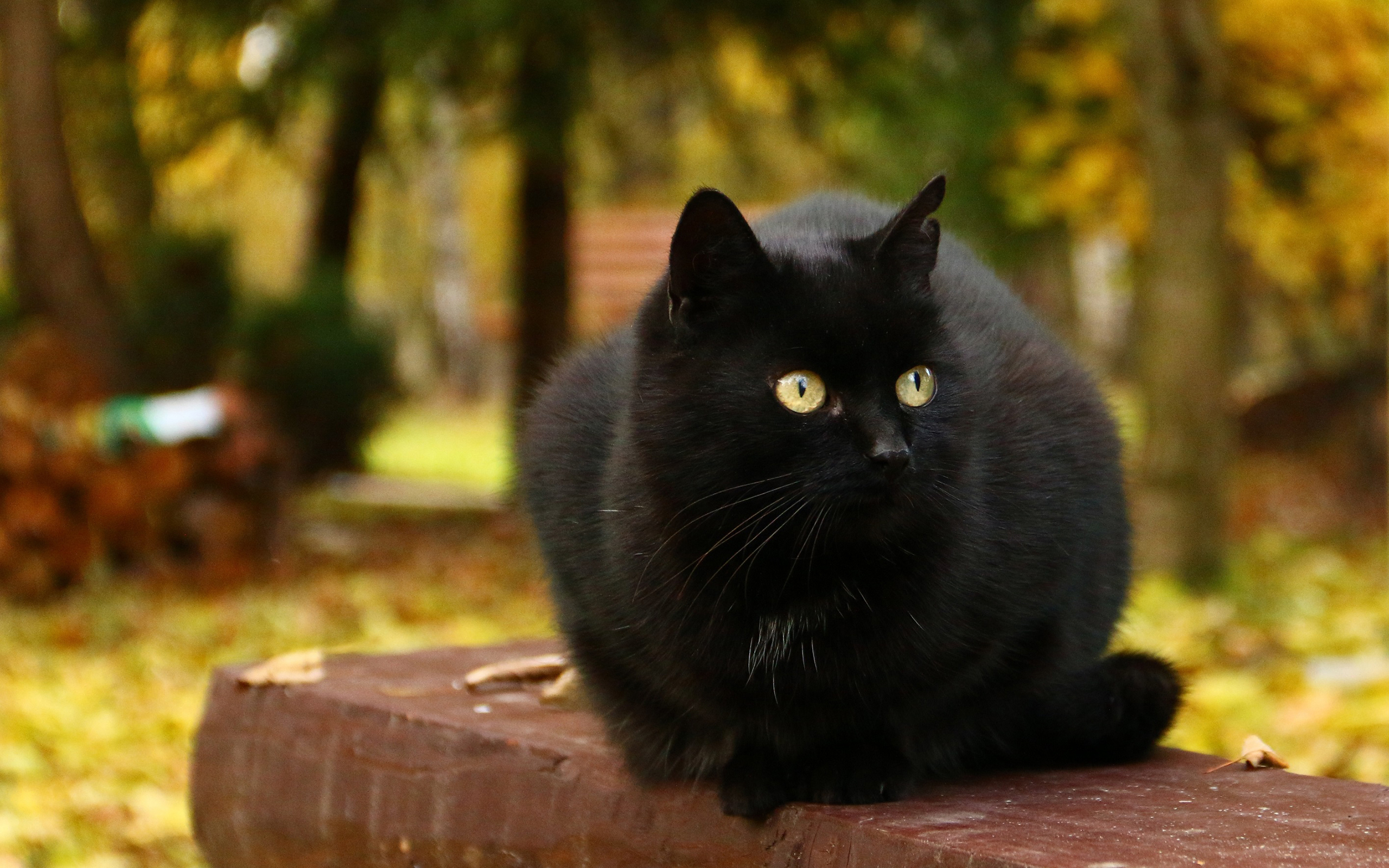 Обои кот, мордочка, усы, шерсть, кошка, взгляд, черный, cat, muzzle, mustache, wool, look, black разрешение 2560x1600 Загрузить