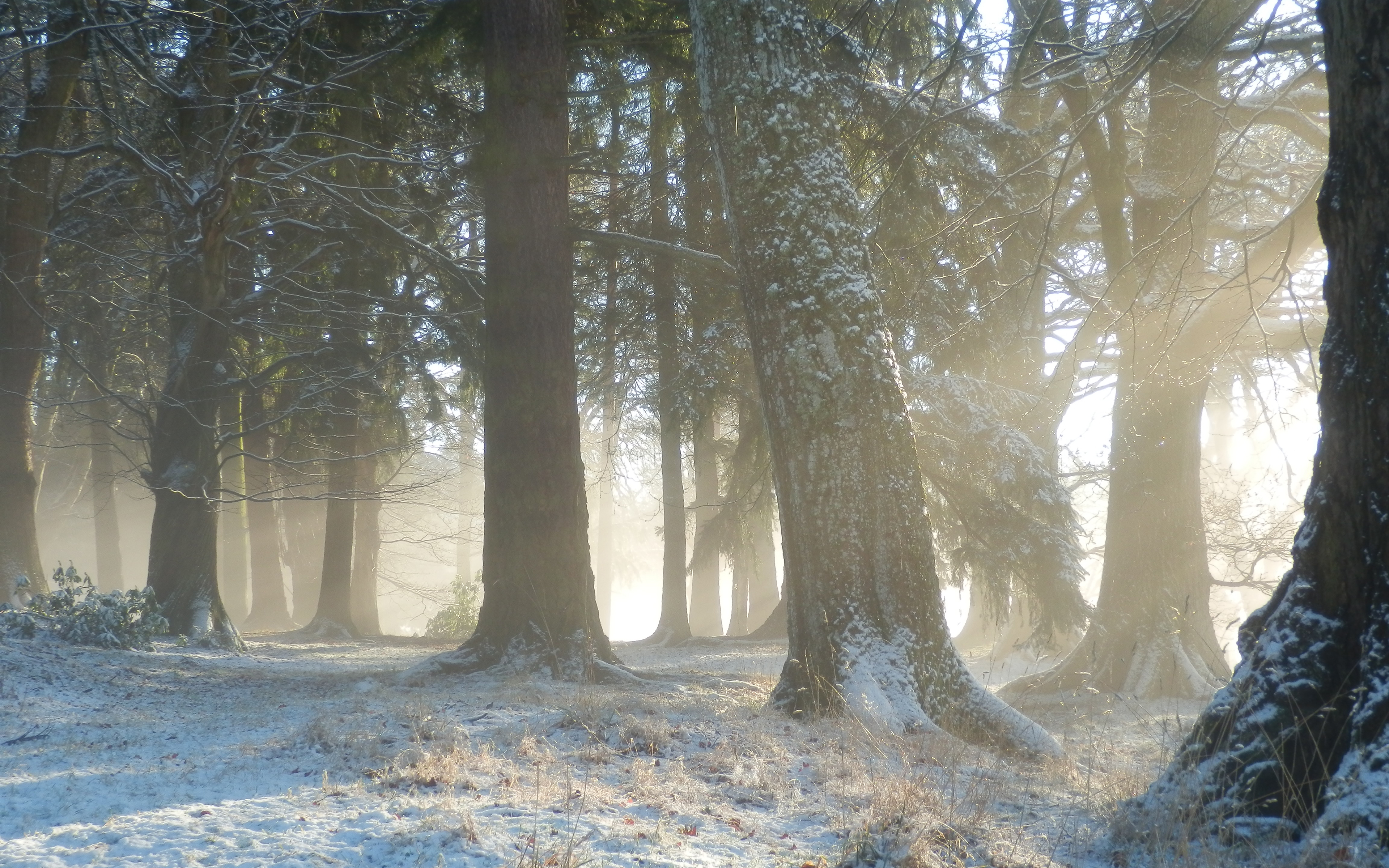 Обои деревья, снег, природа, лес, зима, утро, туман, стволы, trees, snow, nature, forest, winter, morning, fog, trunks разрешение 3840x2400 Загрузить