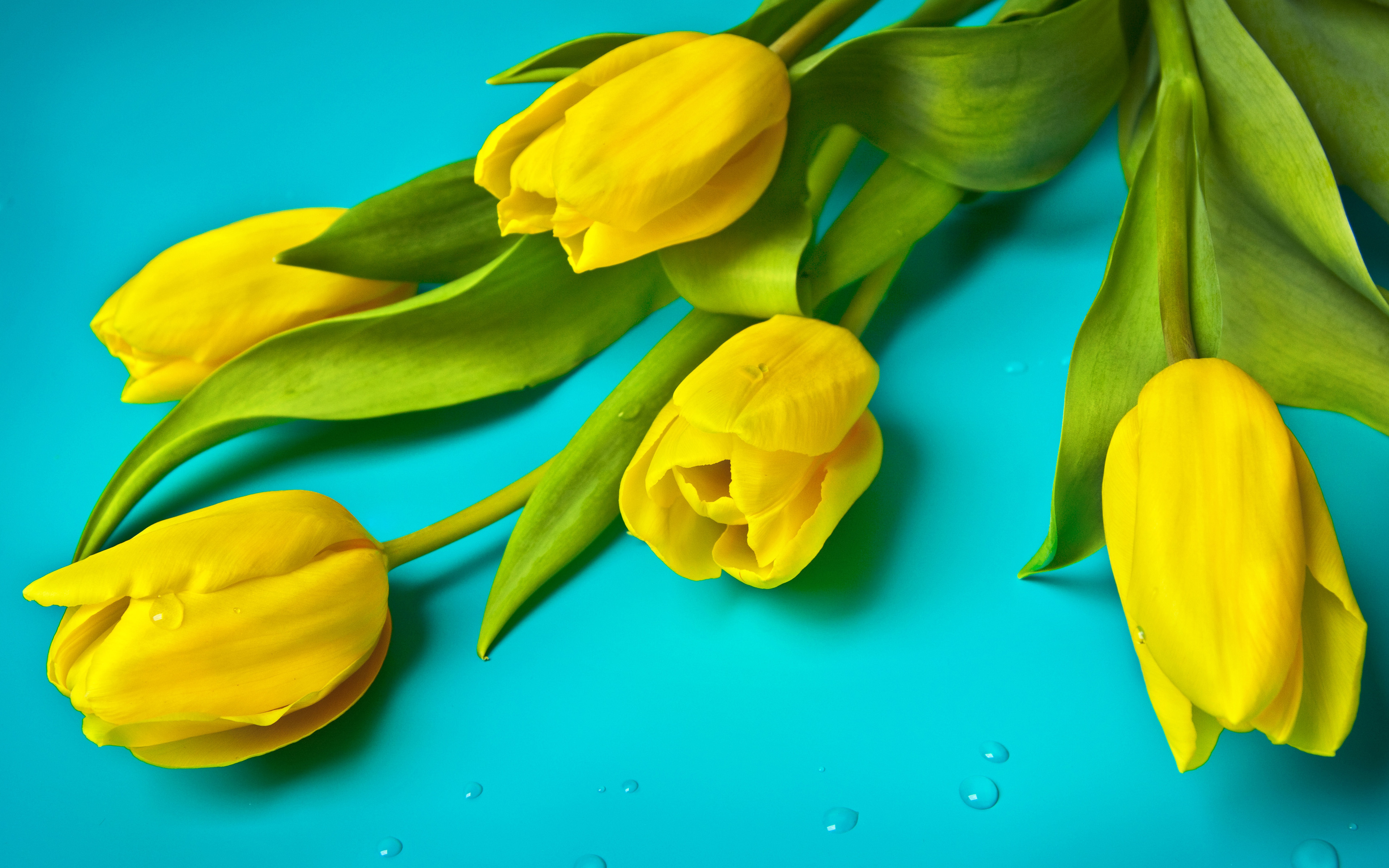 Обои цветы, тюльпаны, flowers, tulips разрешение 3840x2400 Загрузить