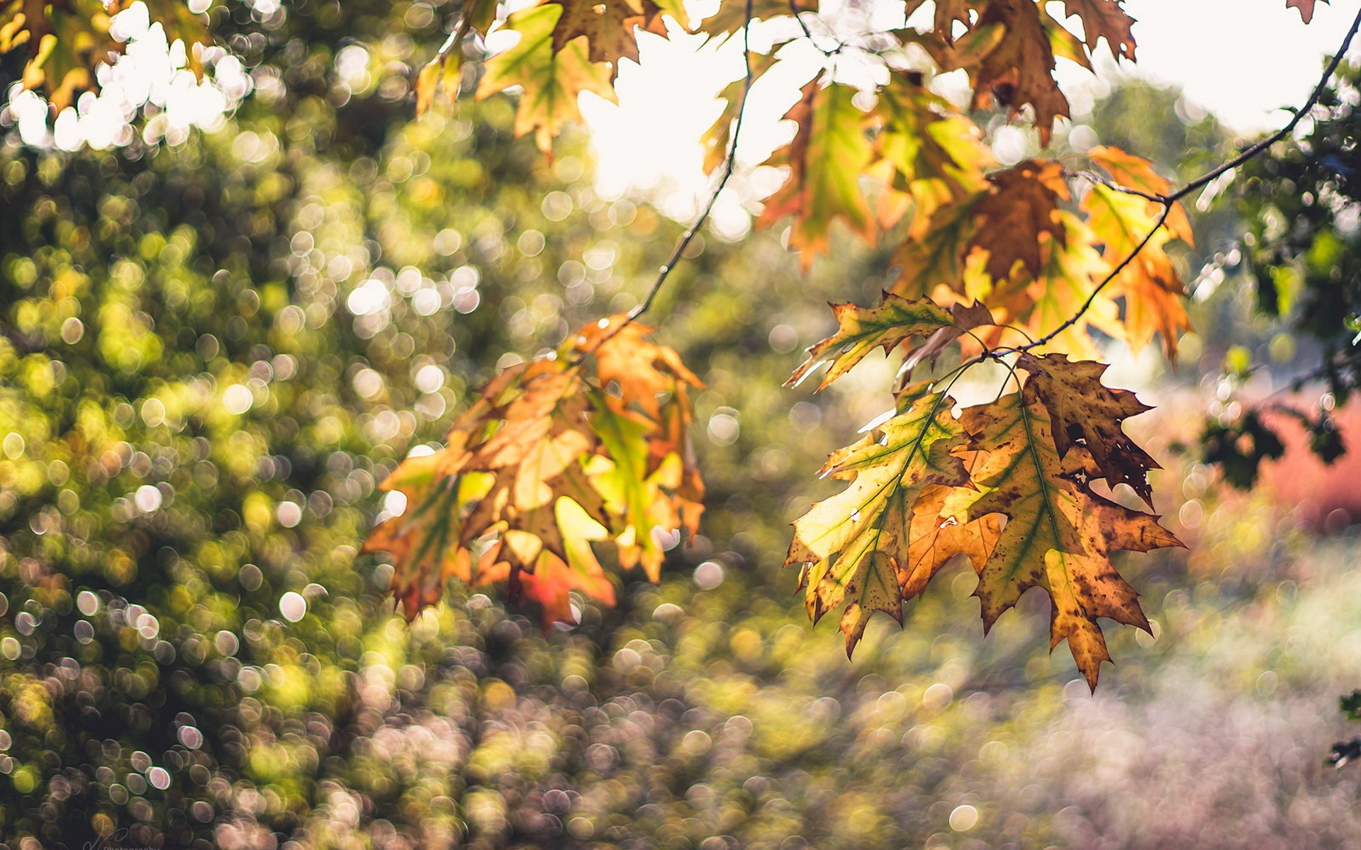 Обои природа, листья, макро, ветки, осень, боке, осенние листья, nature, leaves, macro, branches, autumn, bokeh, autumn leaves разрешение 1920x1200 Загрузить