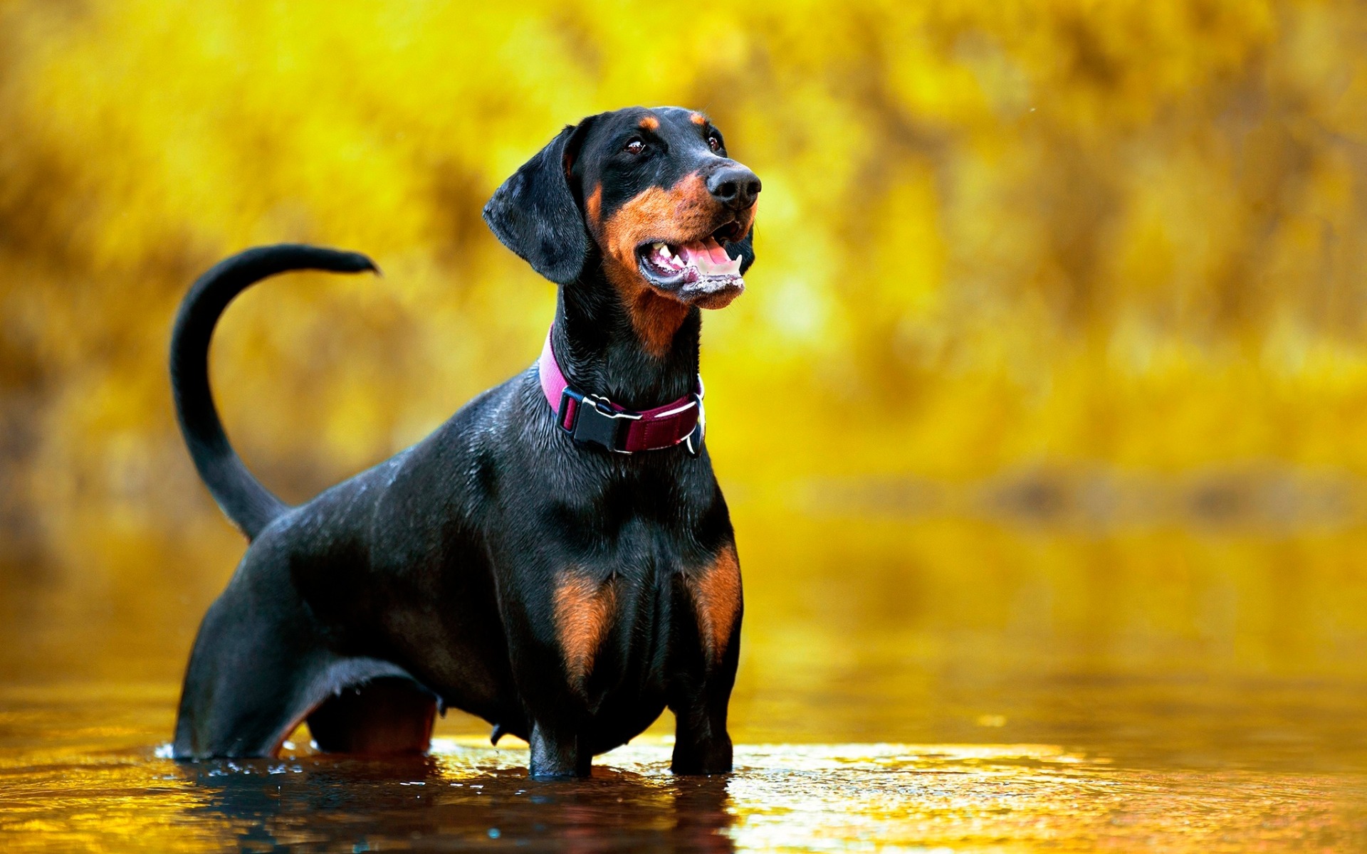 Обои морда, вода, взгляд, собака, ошейник, доберман, face, water, look, dog, collar, doberman разрешение 1920x1200 Загрузить