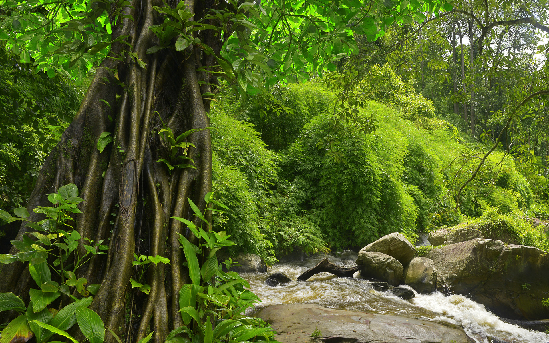Обои природа, лес, джунгли, папоротники, nature, forest, jungle, ferns разрешение 1920x1200 Загрузить