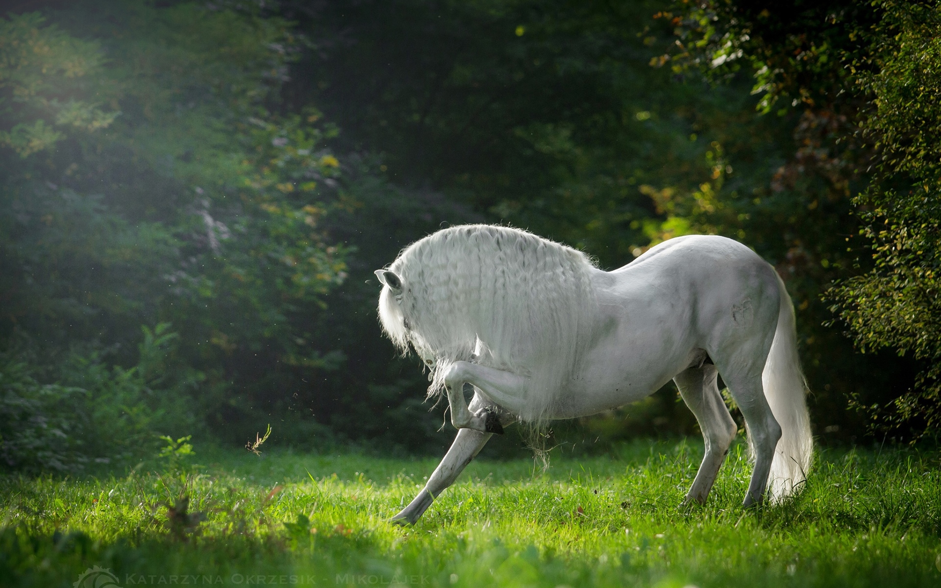 Обои лошадь, трава, деревья, конь, грива, horse, grass, trees, mane разрешение 1920x1200 Загрузить