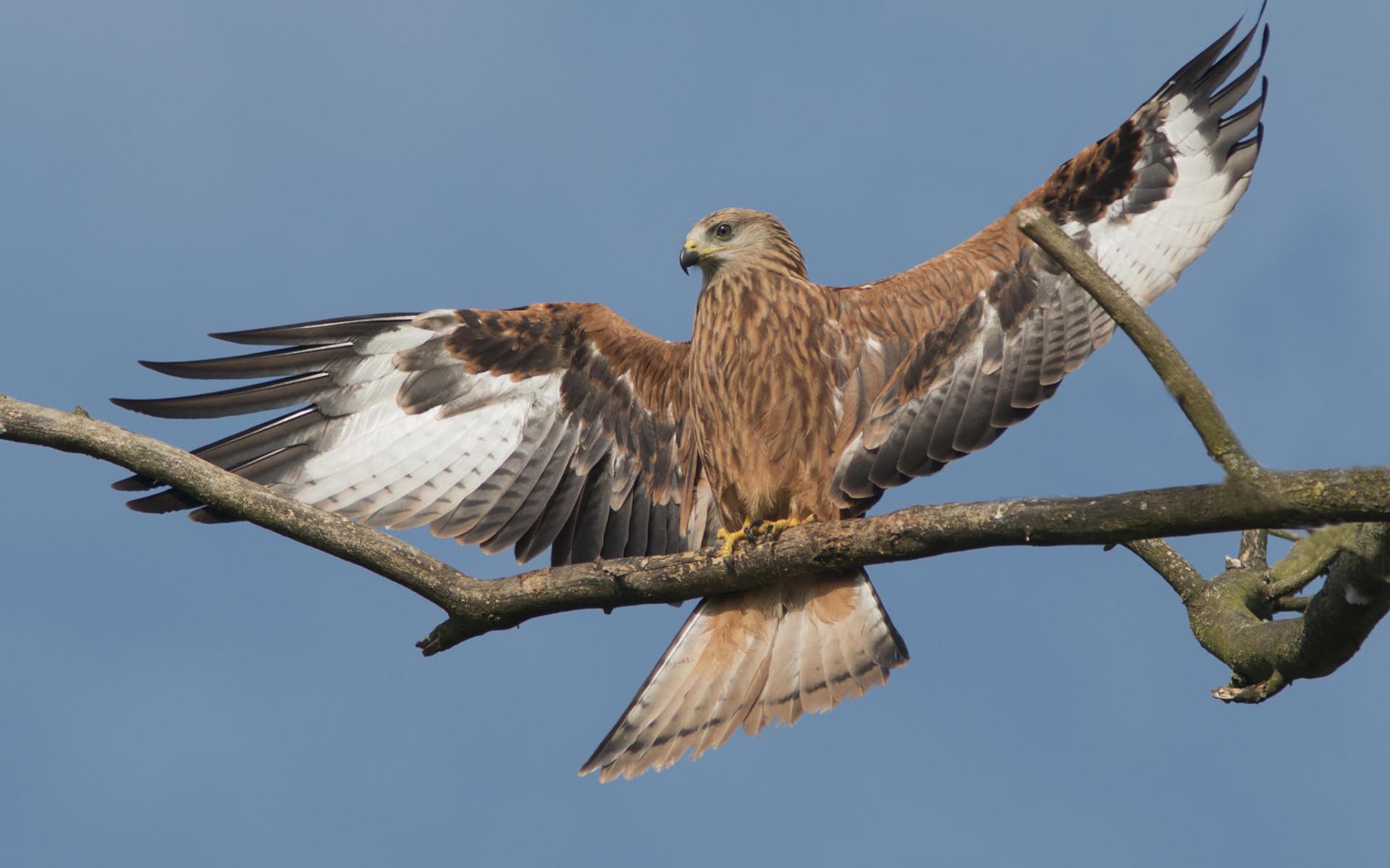 Обои небо, ветка, крылья, птица, клюв, перья, сокол, the sky, branch, wings, bird, beak, feathers, falcon разрешение 1920x1200 Загрузить