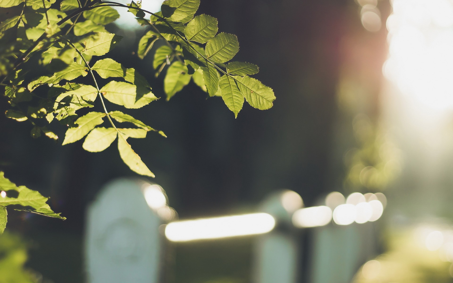 Обои листья, макро, ветки, забор, размытость, боке, leaves, macro, branches, the fence, blur, bokeh разрешение 1920x1200 Загрузить