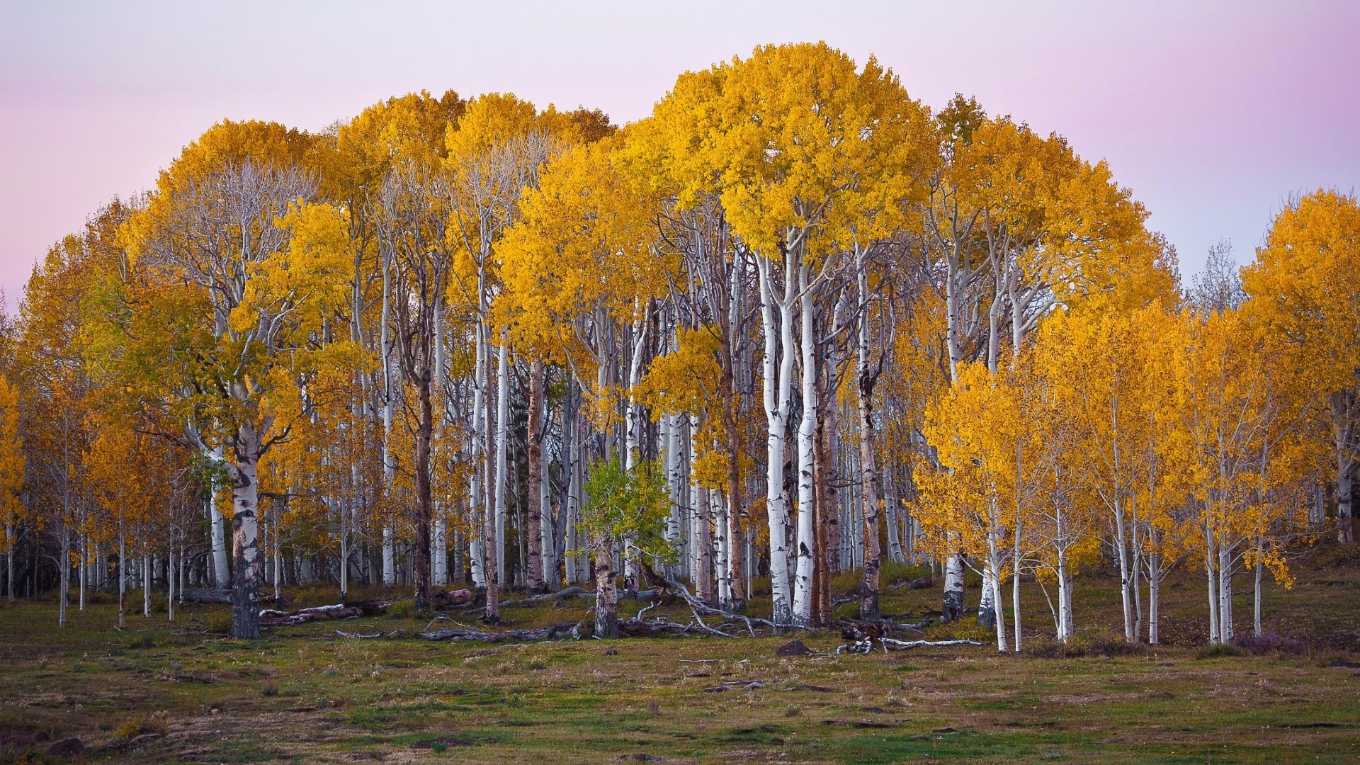 Обои деревья, лес, пейзаж, березы, осень, сша, юта, trees, forest, landscape, birch, autumn, usa, utah разрешение 1920x1080 Загрузить