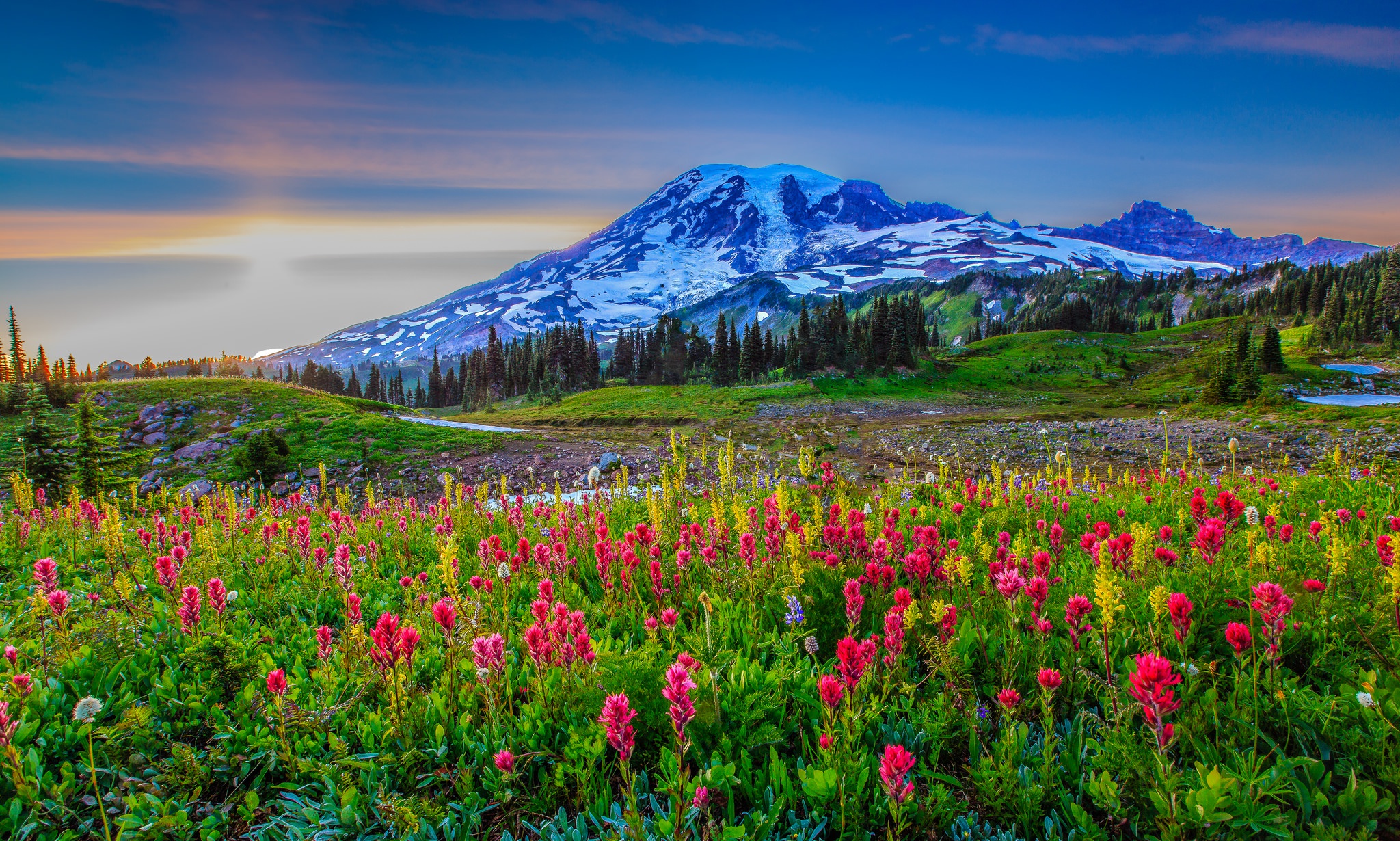 Обои цветы, горы, снег, луг, сша, штат вашингтон, flowers, mountains, snow, meadow, usa, washington разрешение 2048x1230 Загрузить