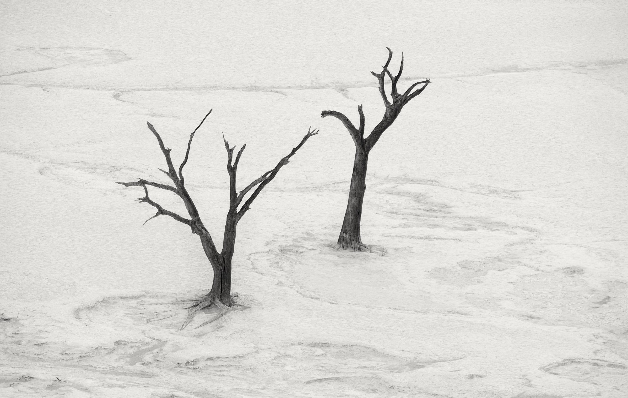 Обои дерево, пейзаж, пустыня, чёрно-белое, tree, landscape, desert, black and white разрешение 2048x1300 Загрузить