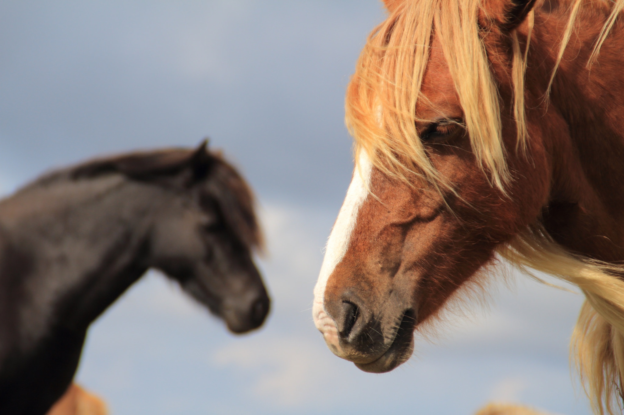 Обои лошадь, фон, конь, грива, horse, background, mane разрешение 2048x1365 Загрузить