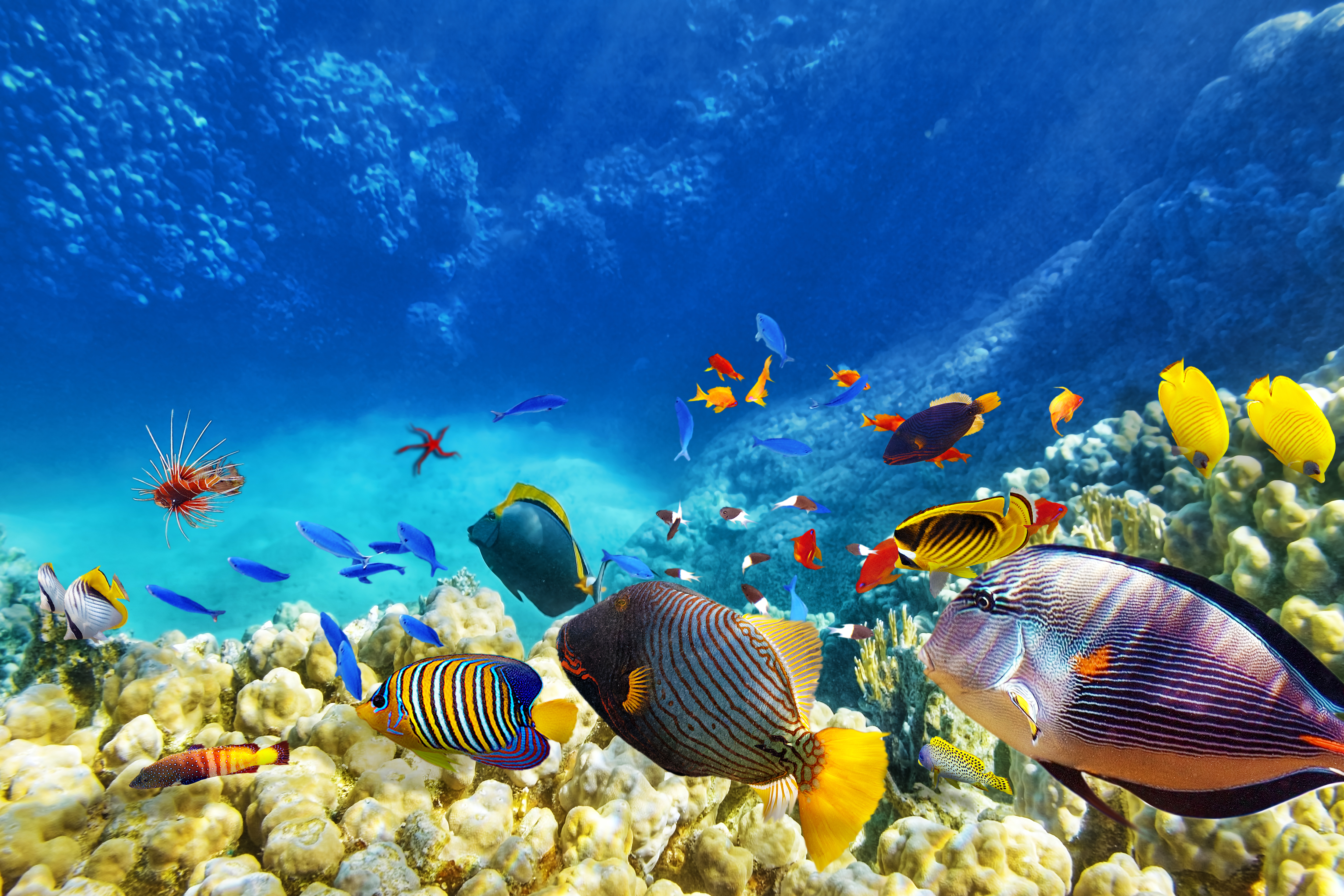 Природа подводный мир. Подводный мир рыбы. Подводный риф риф. Тропические рыбы. Морское дно.
