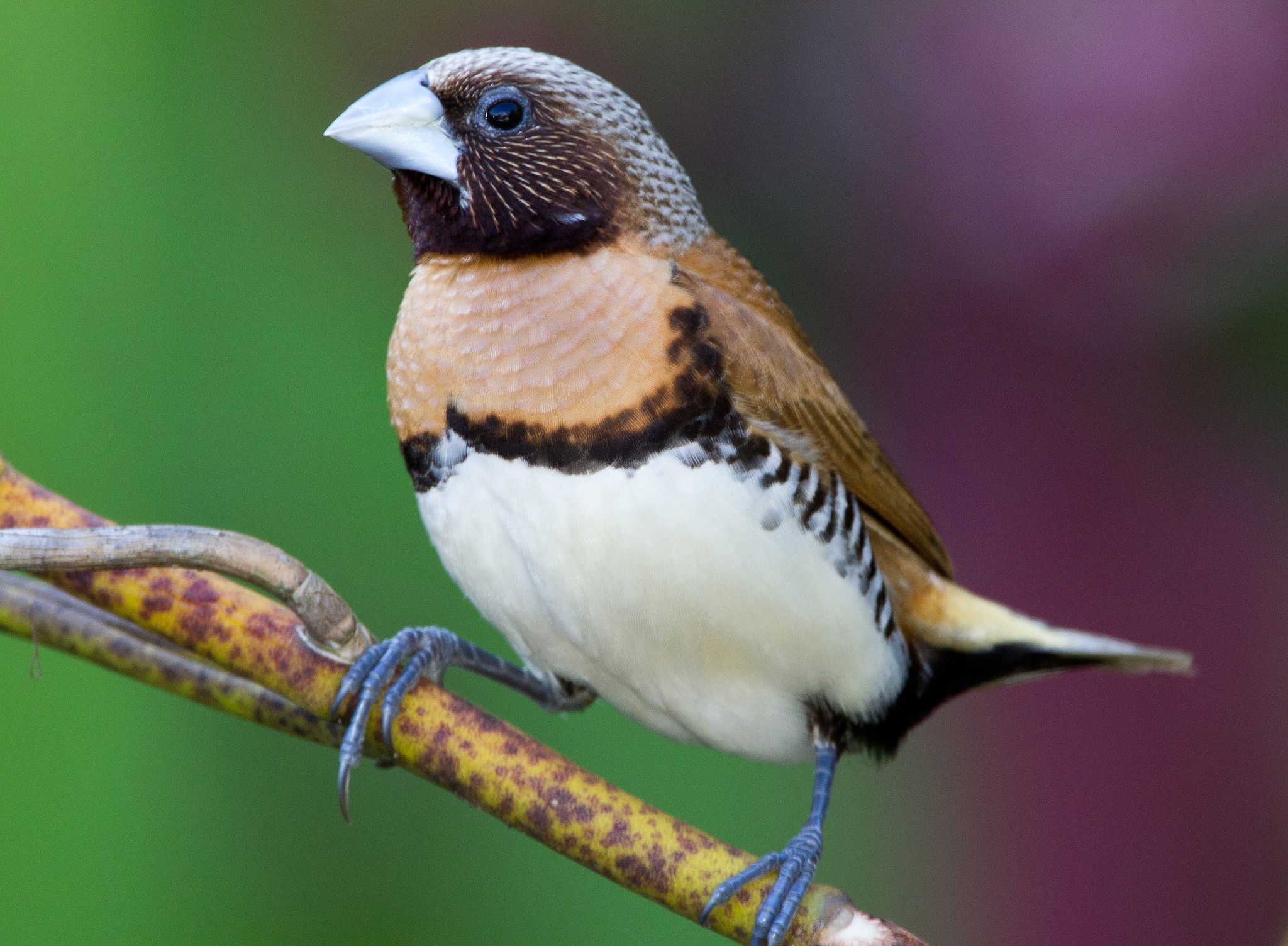 Обои ветка, птица, клюв, амадина, каштановогрудая амадина, branch, bird, beak, amadina, castroverde amadina разрешение 2048x1504 Загрузить