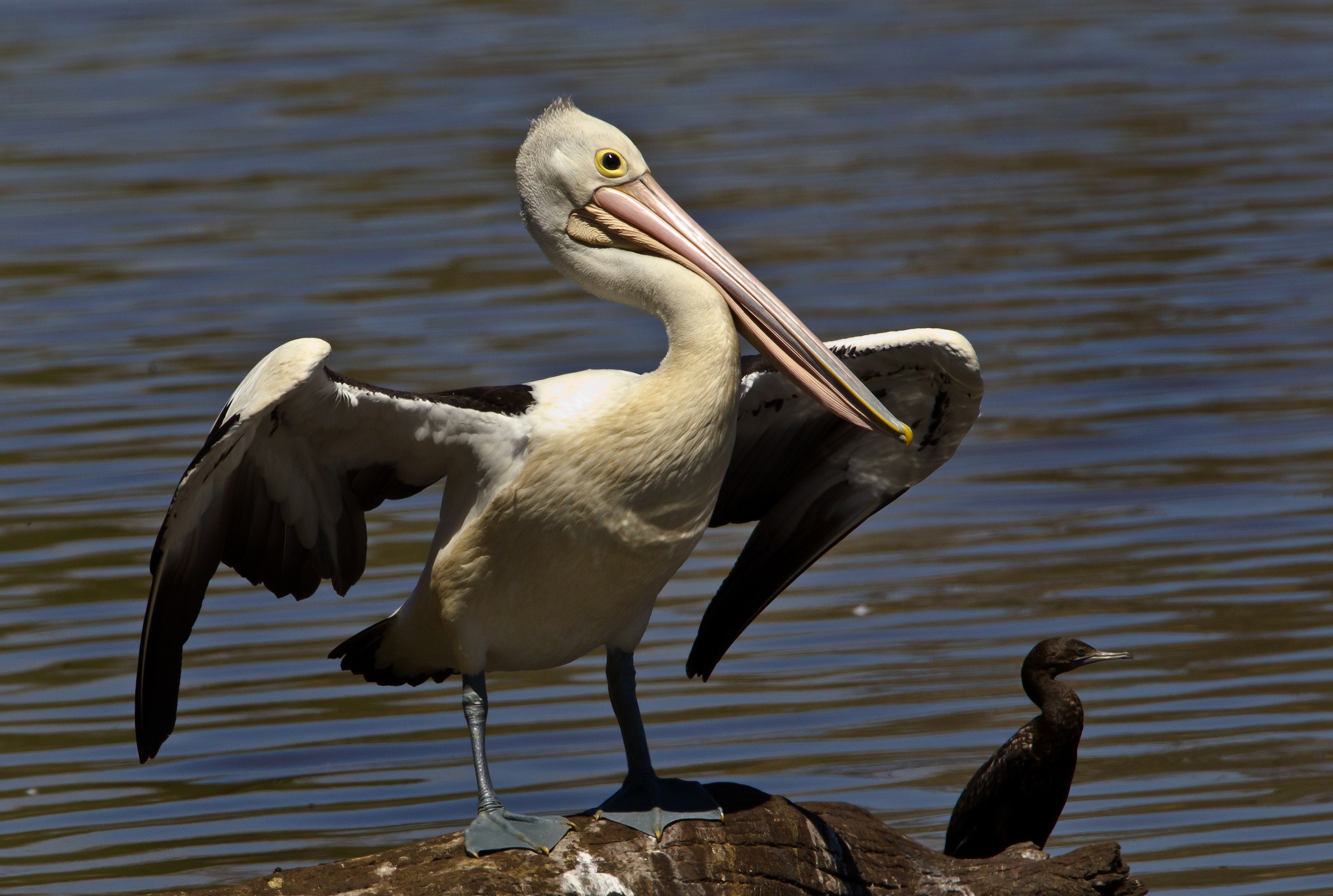 Обои вода, крылья, птицы, птица, клюв, пеликан, баклан, water, wings, birds, bird, beak, pelican, cormorant разрешение 2048x1377 Загрузить