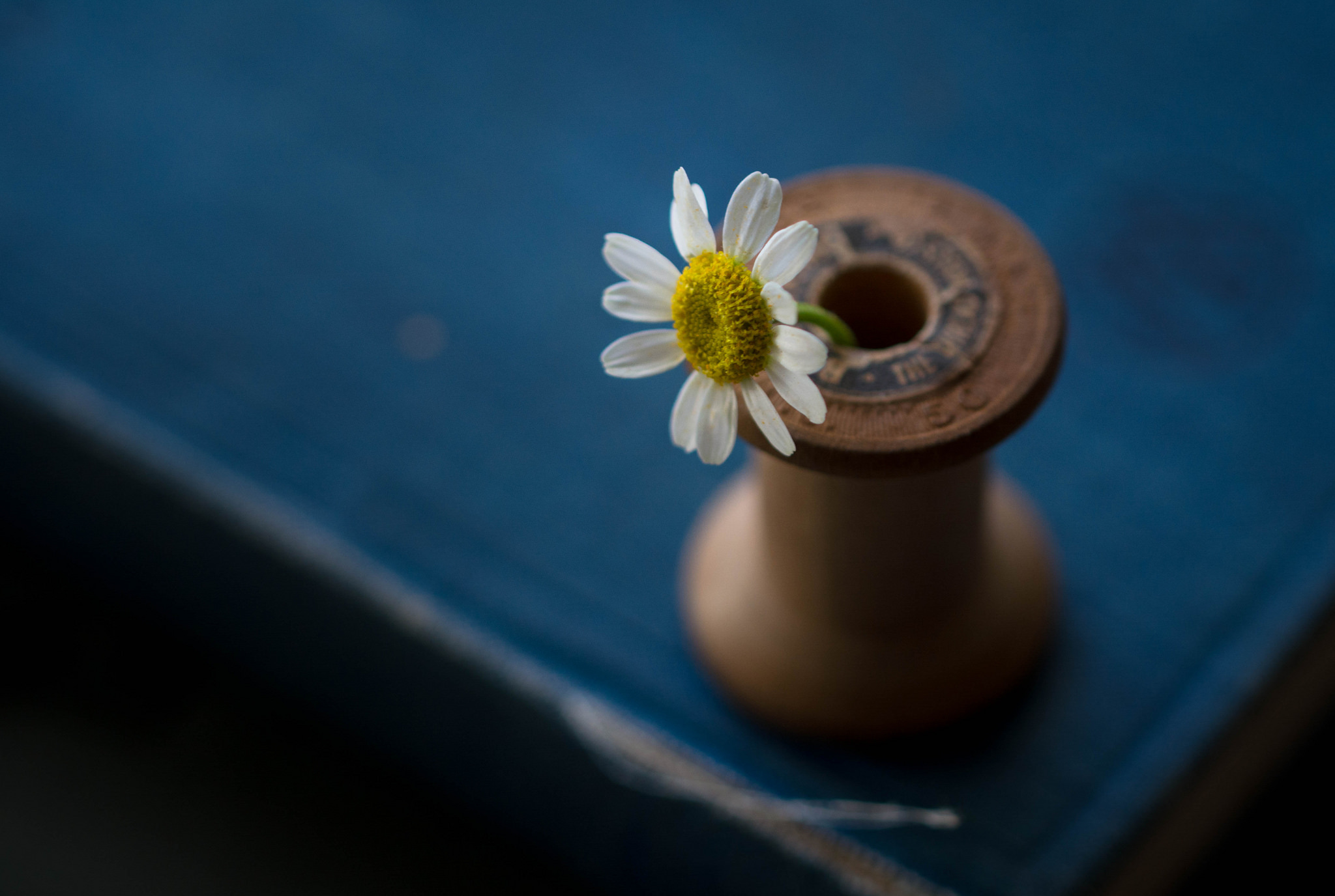 Обои цветок, лепестки, стол, ромашка, катушка, julie jablonski, flower, petals, table, daisy, coil разрешение 2048x1376 Загрузить